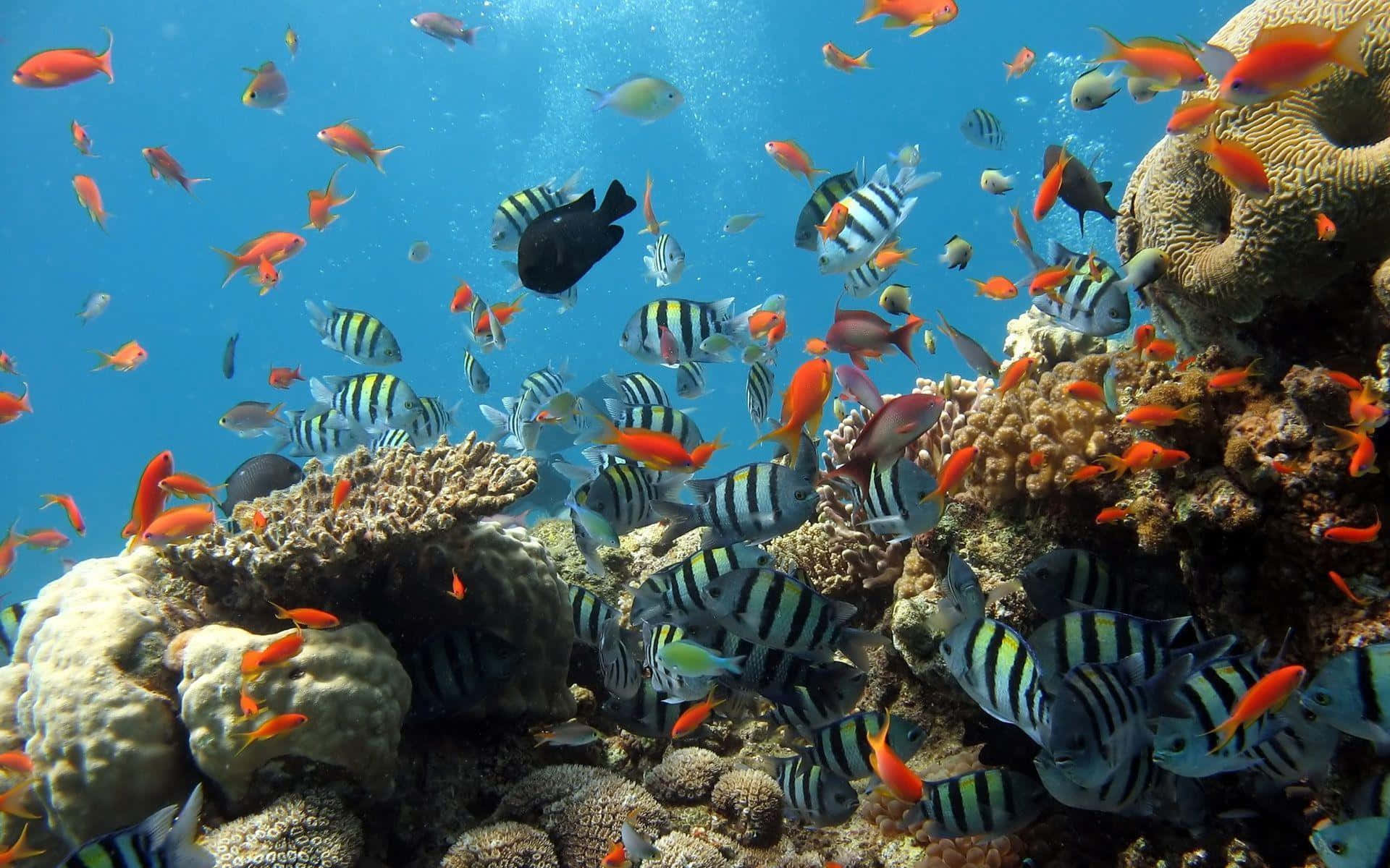 海洋 桌布 壁紙 — 色彩繽紛的熱帶魚在清澈的藍色海水中，穿梭於色彩斑斕的珊瑚群之間。