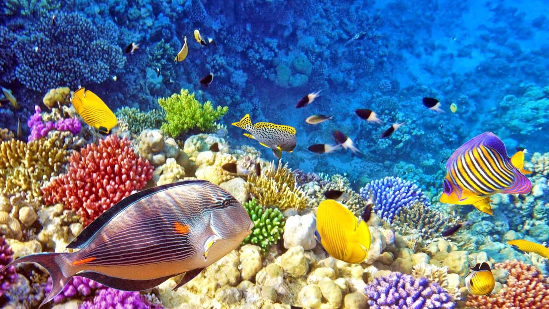 海洋 桌布 壁紙 — 色彩繽紛的熱帶魚在清澈的藍色海水下，於多彩的珊瑚礁之間游動。