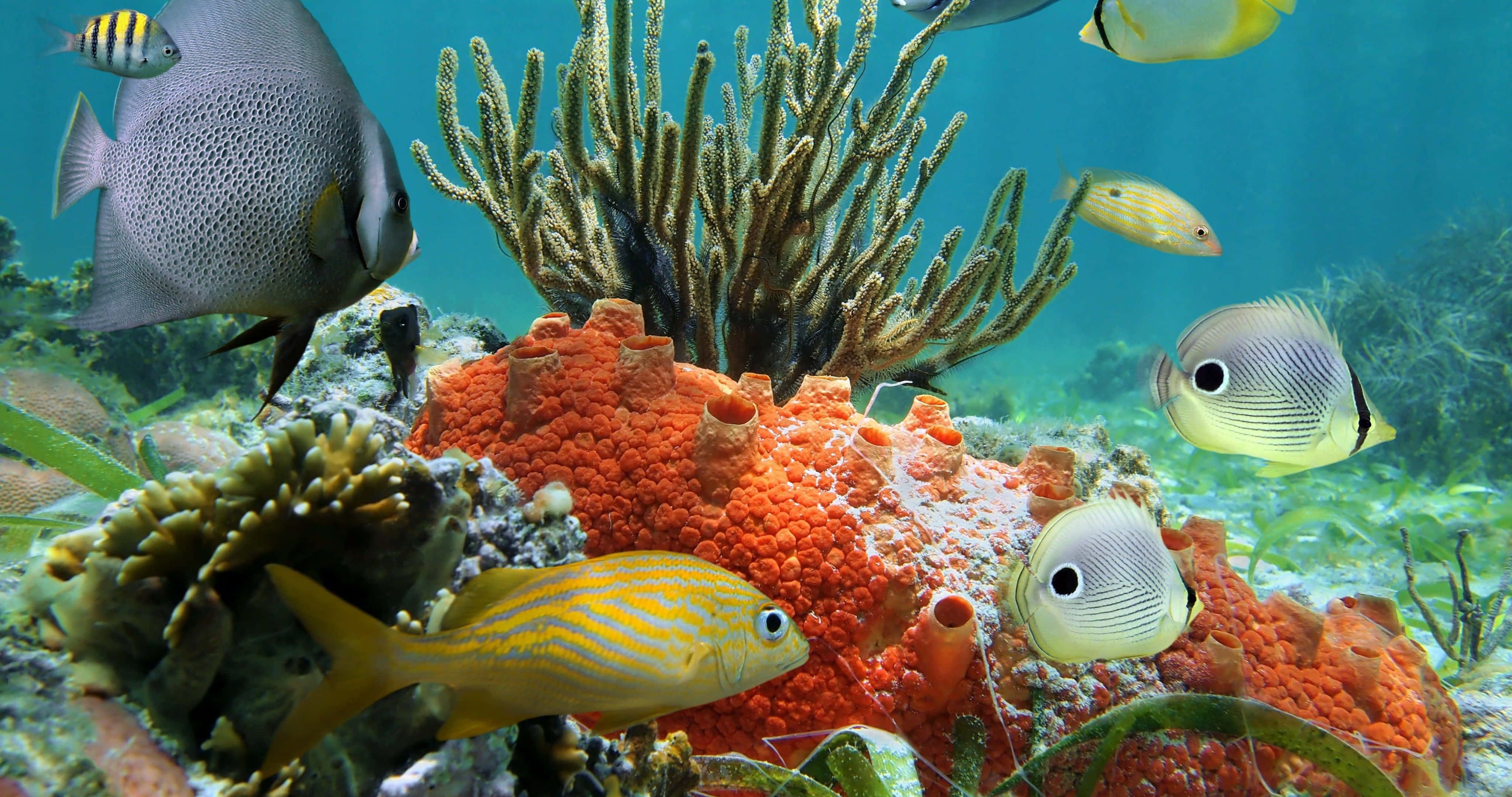 coral 桌布 壁紙 — 色彩繽紛的熱帶魚在清澈的藍色海水中，圍繞著亮橙色的海綿和分枝珊瑚游動。