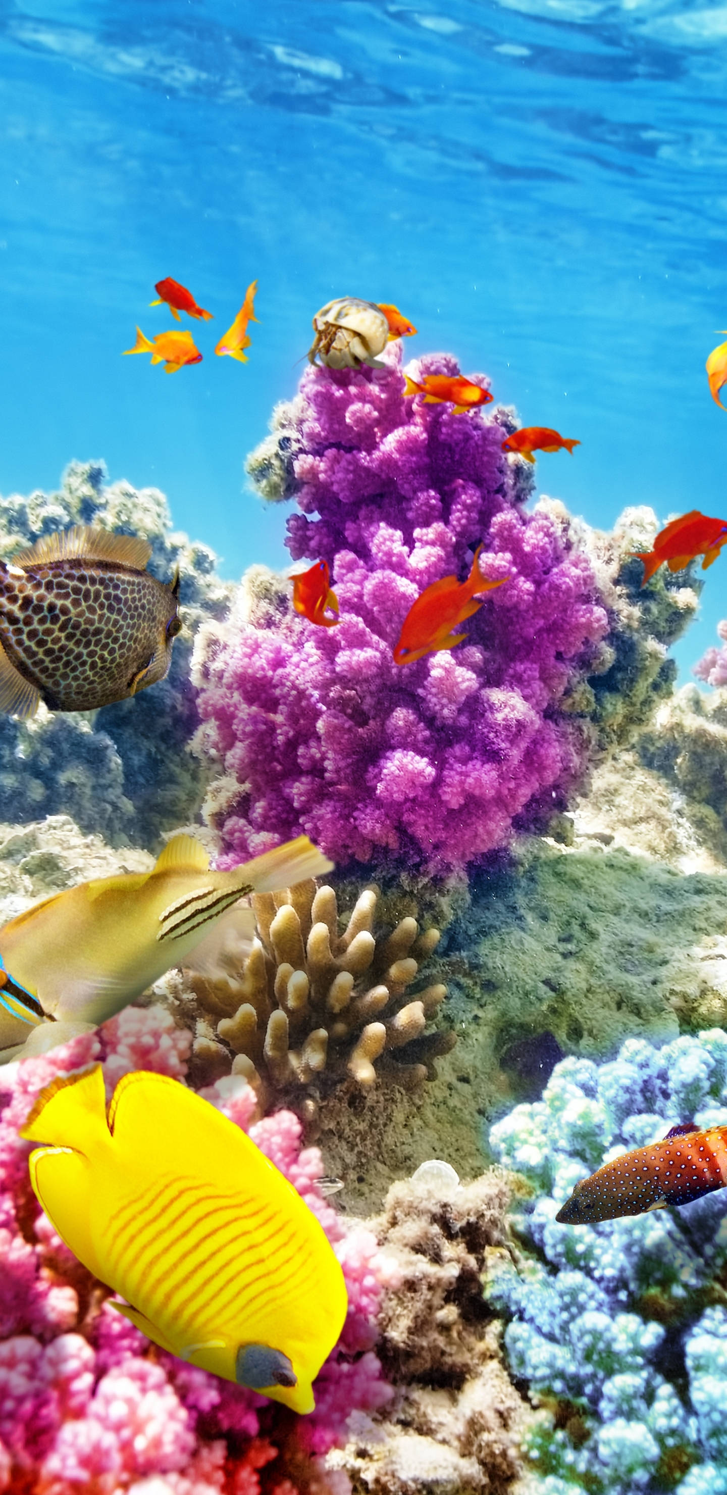 魚 桌布 壁紙 — 色彩繽紛的熱帶魚在清澈的藍色海水下，圍繞著茂盛的紫色珊瑚礁游動。