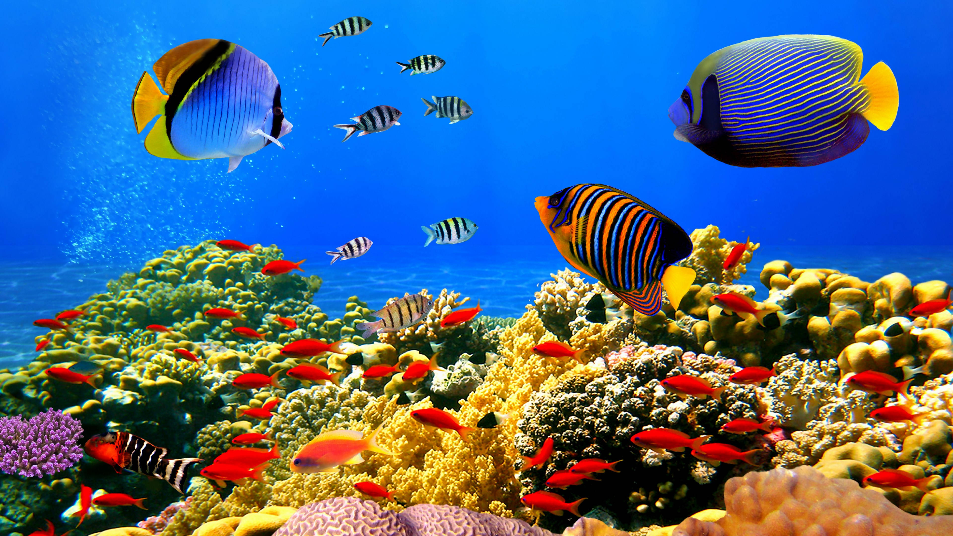 魚 桌布 壁紙 — 色彩繽紛的熱帶魚在清澈的藍色海水下，優雅地穿梭於色彩斑斕的珊瑚礁之間。