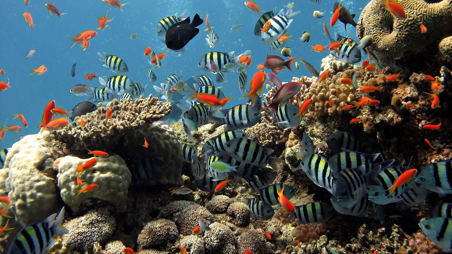 魚 桌布 壁紙 — 色彩繽紛的熱帶魚在清澈的藍色海水下，於色彩斑斕的珊瑚群中游動。