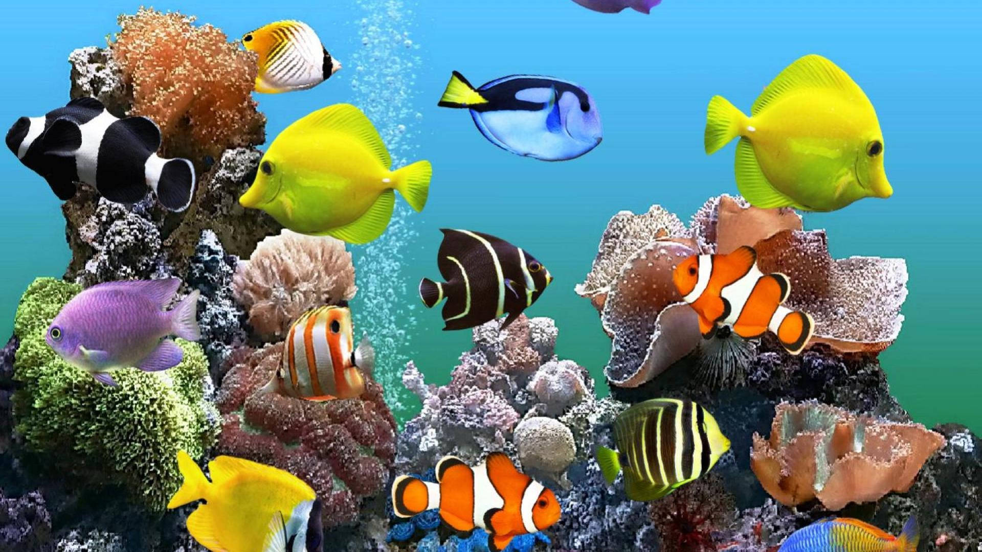 魚 桌布 壁紙 — 色彩繽紛的熱帶魚在清澈的藍色海水中，伴隨著上升的氣泡，在色彩斑斕的珊瑚礁間游動。