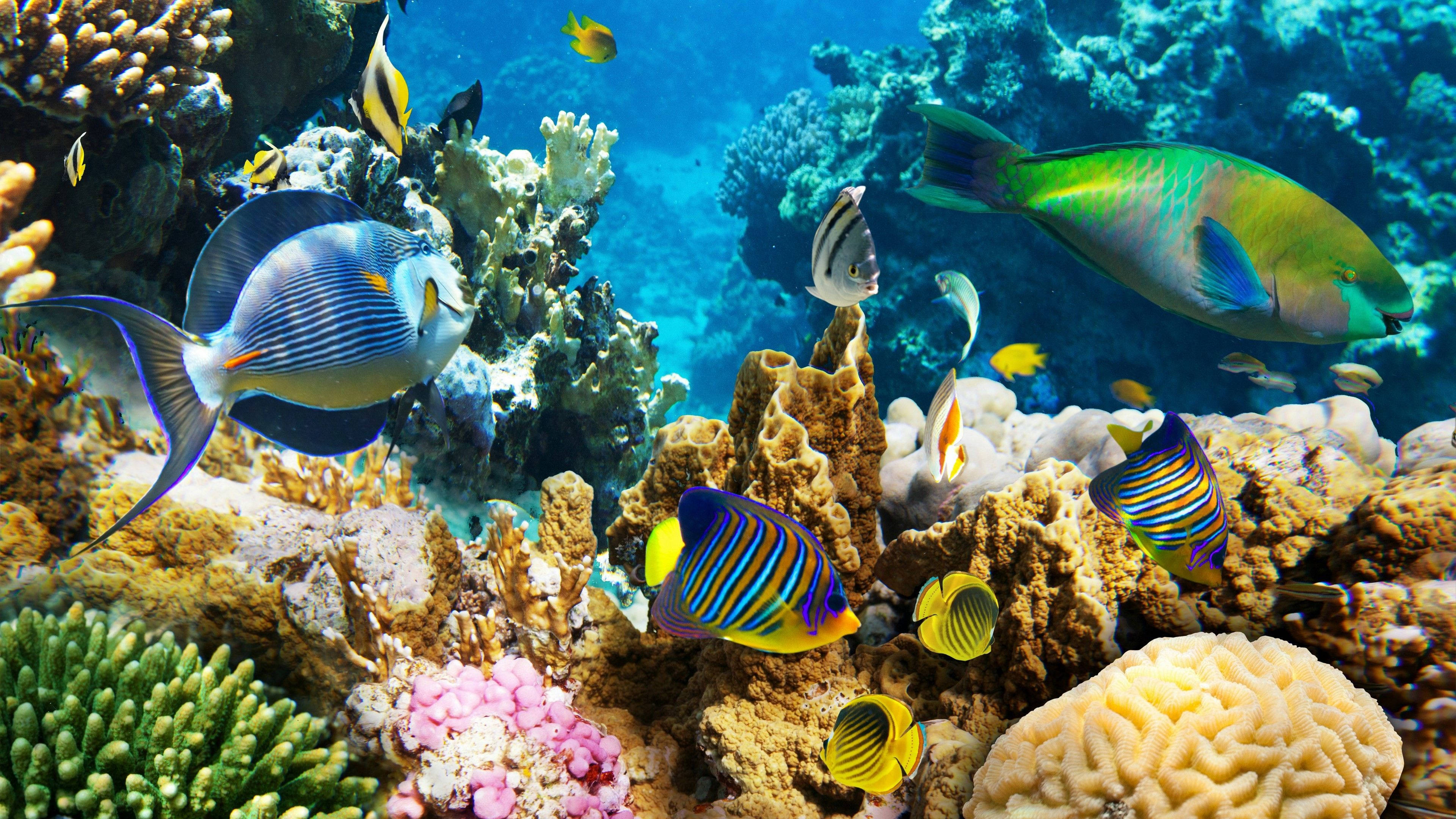 海洋 桌布 壁紙 — 色彩繽紛的熱帶魚在清澈的藍色海水下優雅地穿梭於多彩的珊瑚礁之間。