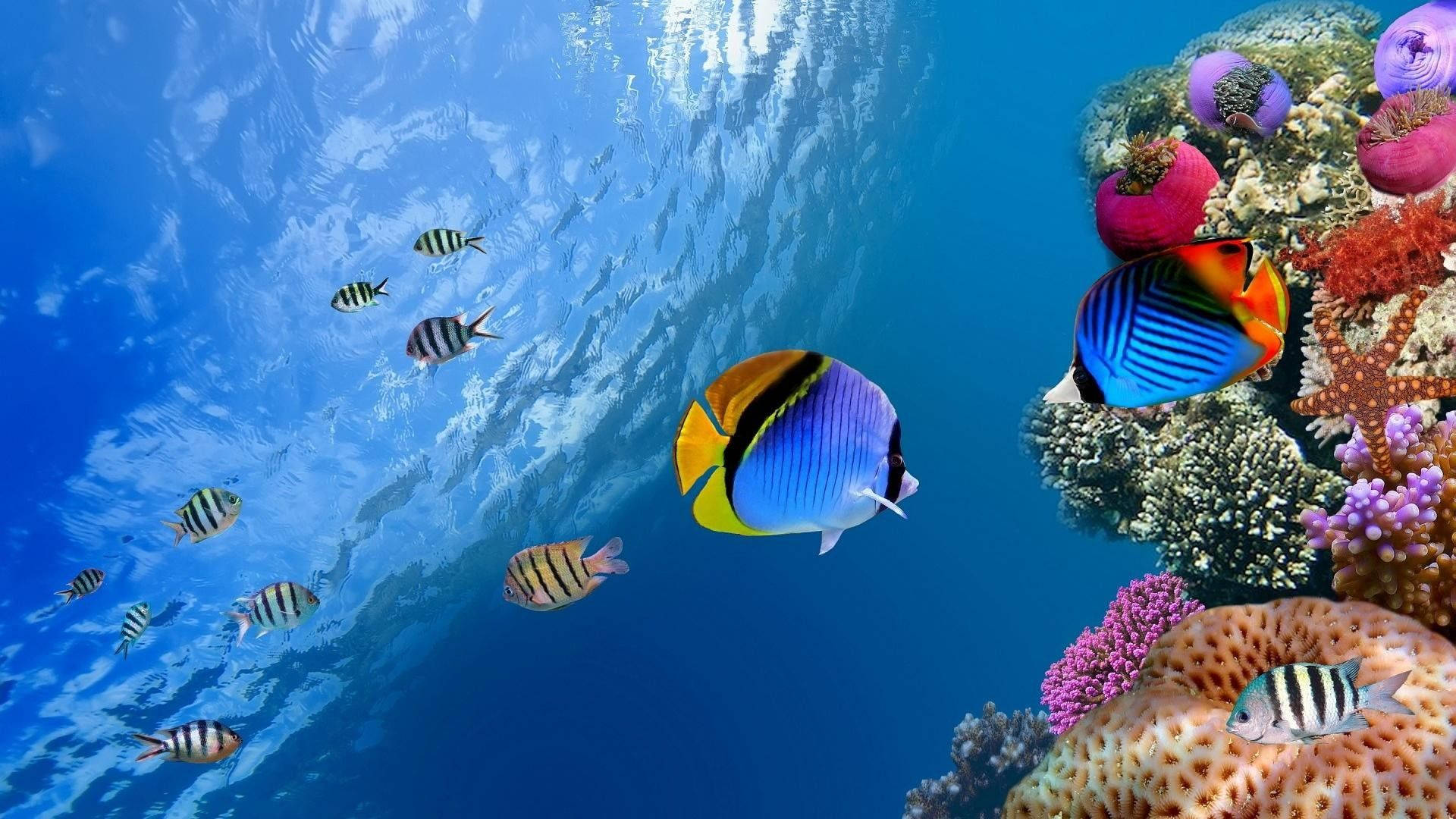魚 桌布 壁紙 — 色彩繽紛的熱帶魚在清澈的藍色海水下，優雅地穿梭於多彩的珊瑚礁之間。