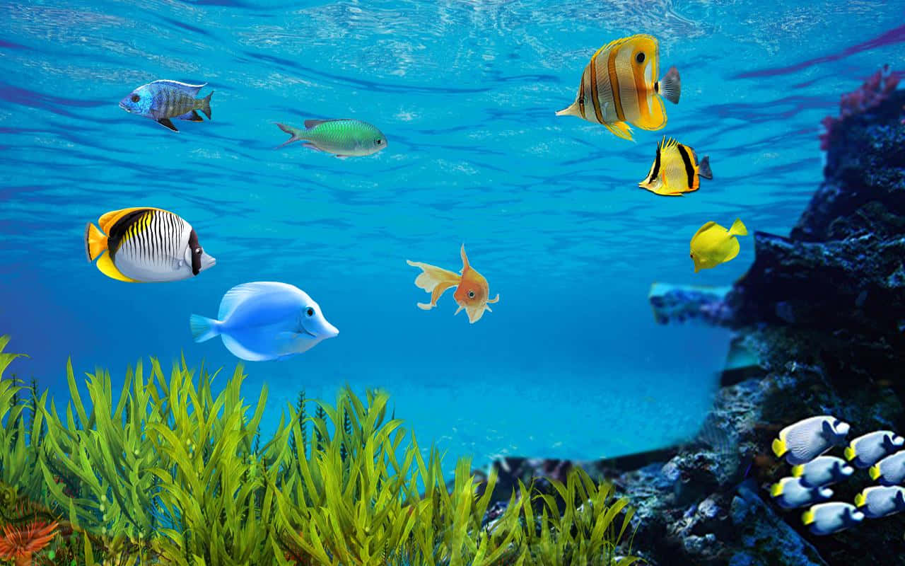 桌布 壁紙 — 色彩繽紛的熱帶魚在清澈的藍色海水中優雅地游動，靠近茂密的綠色珊瑚和岩石 formations。