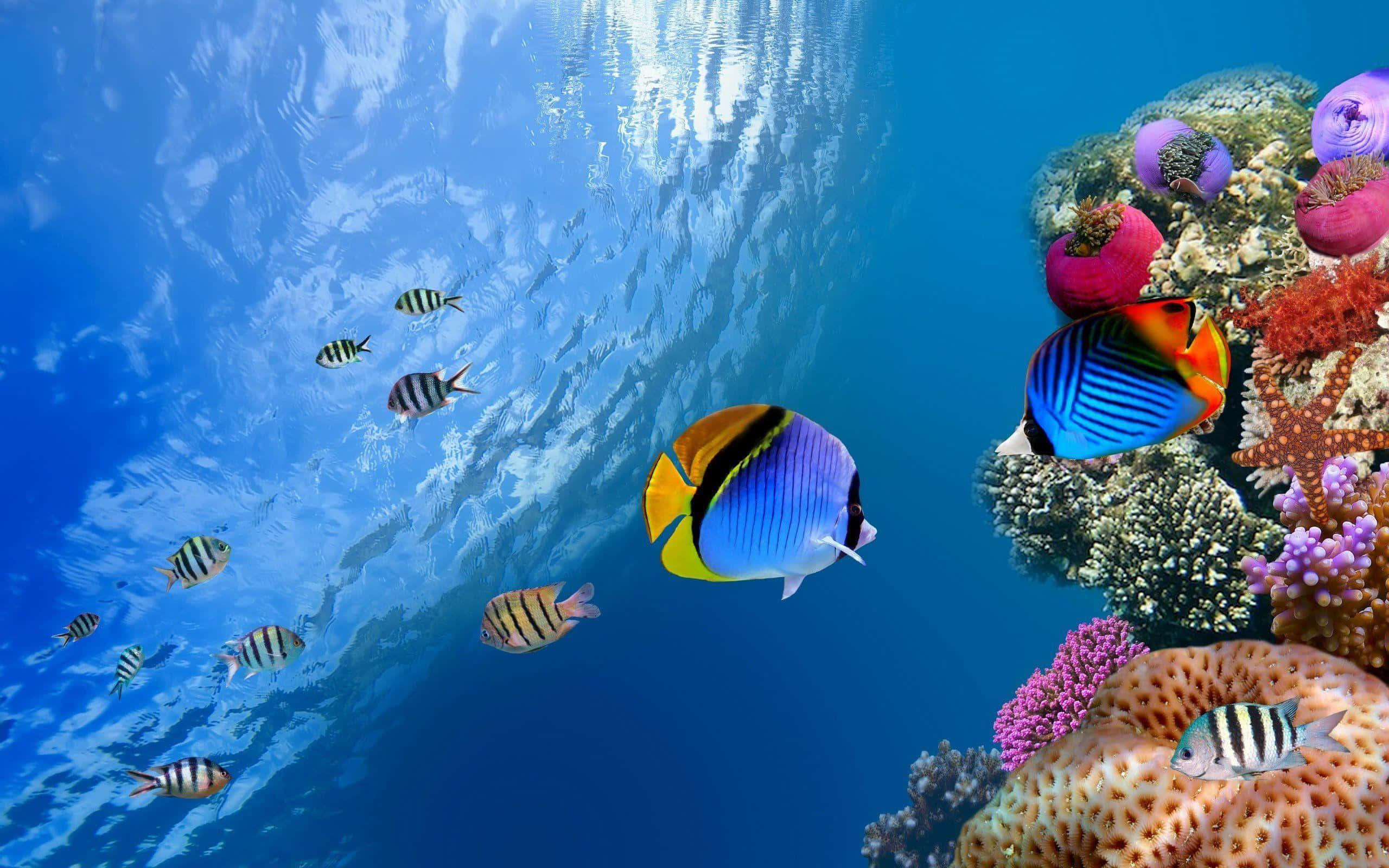海洋 桌布 壁紙 — 色彩繽紛的熱帶魚在清澈的藍色海水下，優雅地在色彩斑斕的珊瑚礁附近游動。