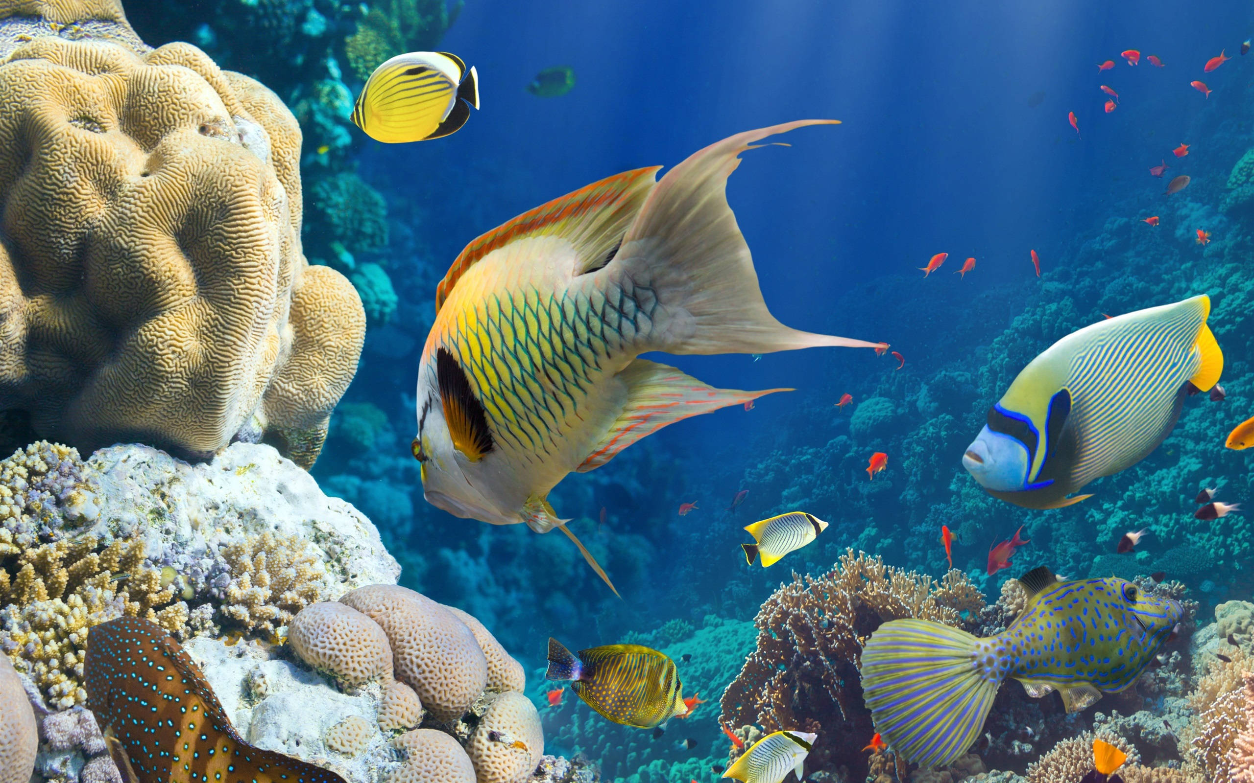水下動畫 桌布 壁紙 — 色彩繽紛的熱帶魚在清澈的藍色海水下，優雅地穿梭於色彩斑斕的珊瑚結構之間。