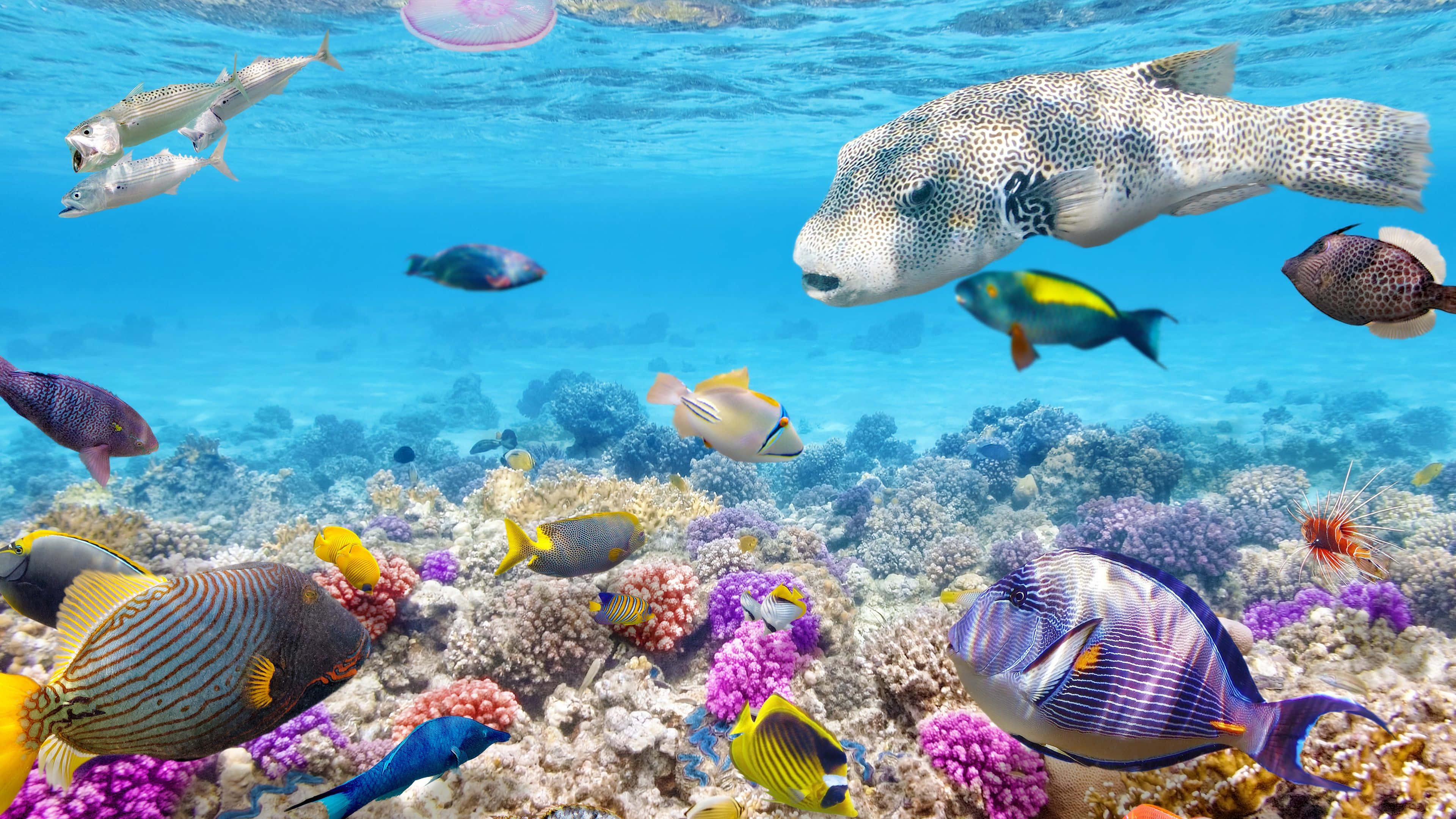 Coral Reef 桌布 壁紙 — 色彩繽紛的熱帶魚在清澈的藍色海水下優雅地游過色彩斑斕的珊瑚礁。