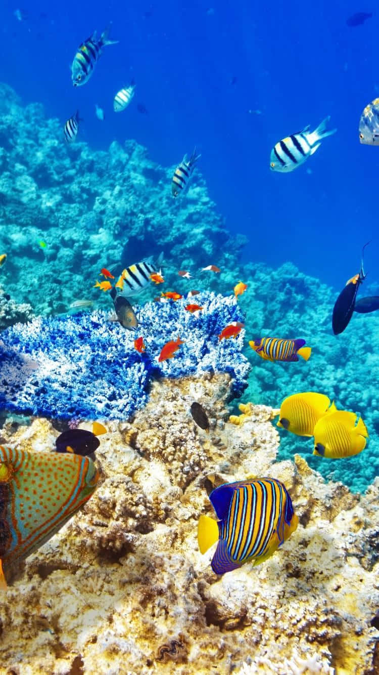 HD Fish 桌布 壁紙 — 色彩繽紛的熱帶魚在清澈的藍色海水中，優雅地穿梭於色彩斑斕的珊瑚叢中。