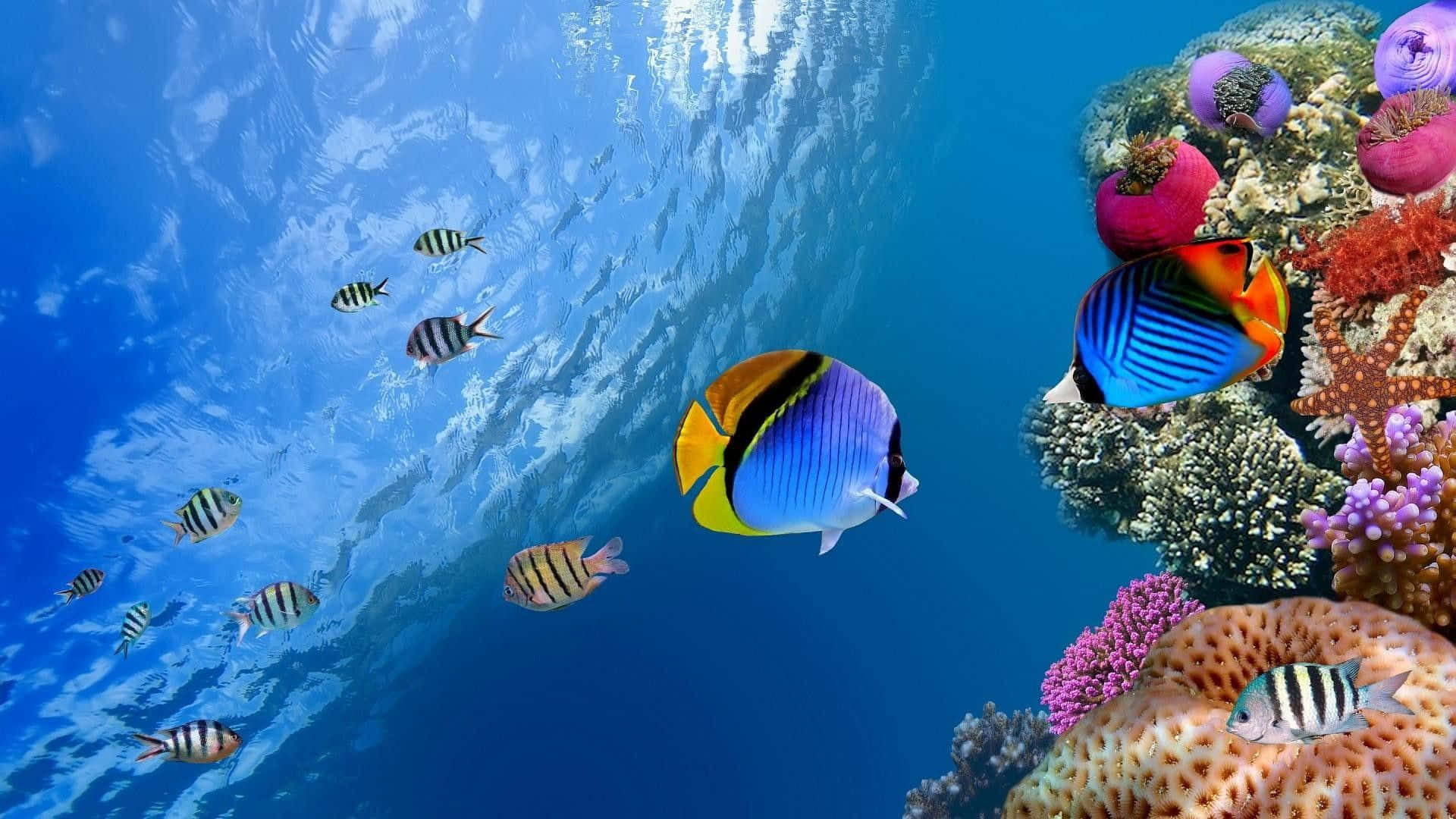 HD Fish 桌布 壁紙 — 色彩繽紛的熱帶魚在清澈的藍色海水下，優雅地在色彩斑斕的珊瑚礁間游動。