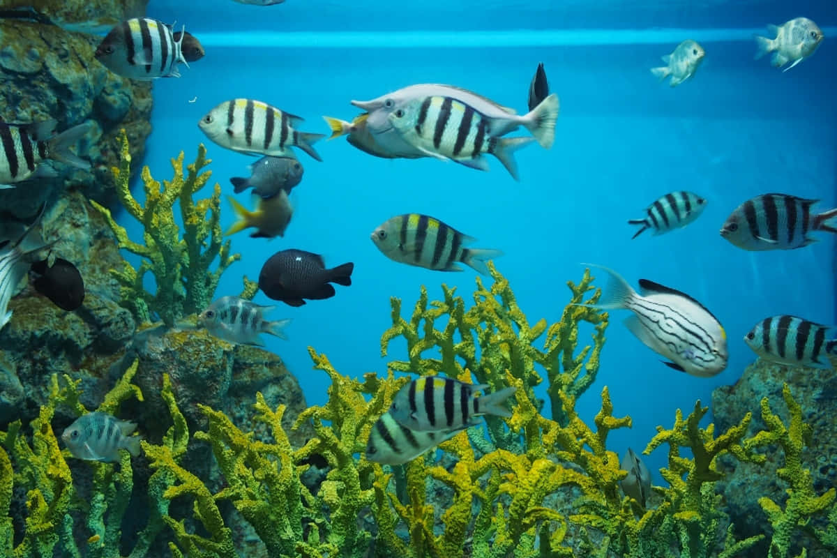 Best Fish 桌布 壁紙 — 色彩繽紛的熱帶魚在清澈的藍色海水中，於明亮的黃色珊瑚群中優雅地游動。