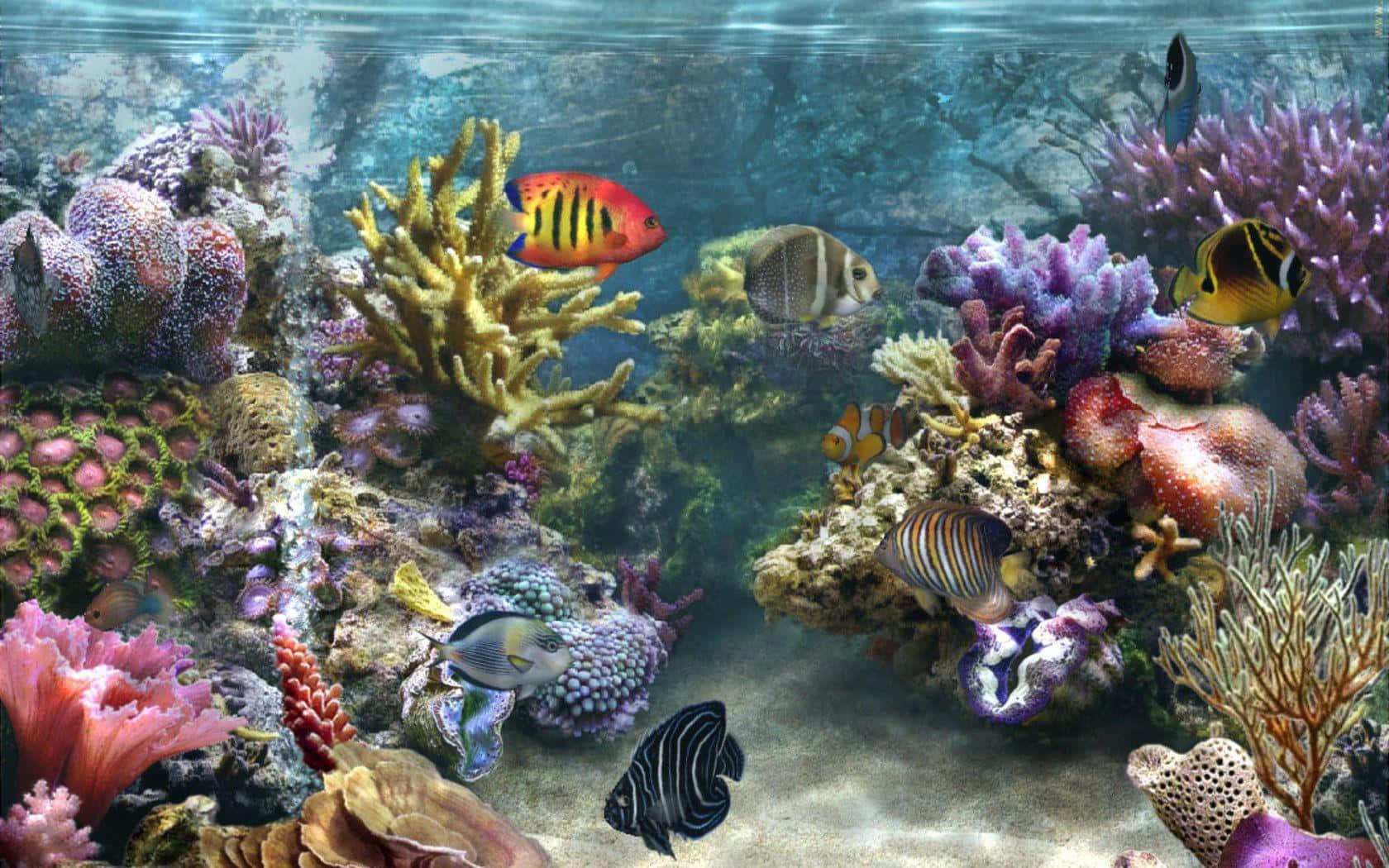 coral 桌布 壁紙 — 色彩繽紛的熱帶魚在清澈藍色海水下的多彩珊瑚礁之間游動，構成充滿活力的海底場景。