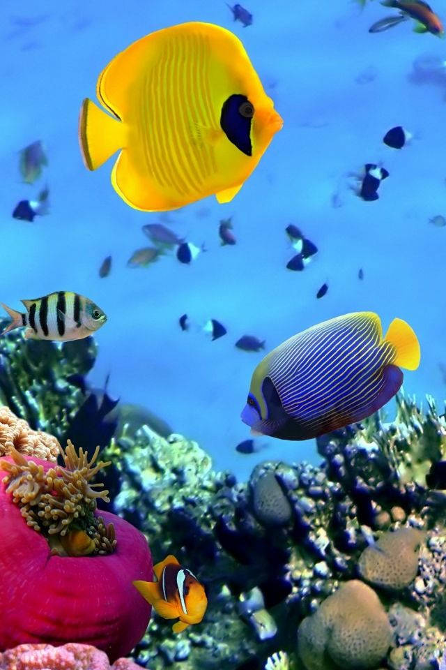 魚 桌布 壁紙 — 色彩繽紛的熱帶魚在清澈藍色海水下的珊瑚礁中優雅地游動。