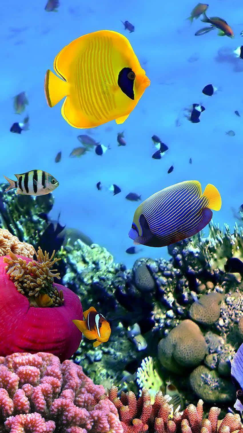 背景 桌布 壁紙 — 色彩繽紛的熱帶魚在清澈藍色海水下的彩色珊瑚礁中優雅地游動。