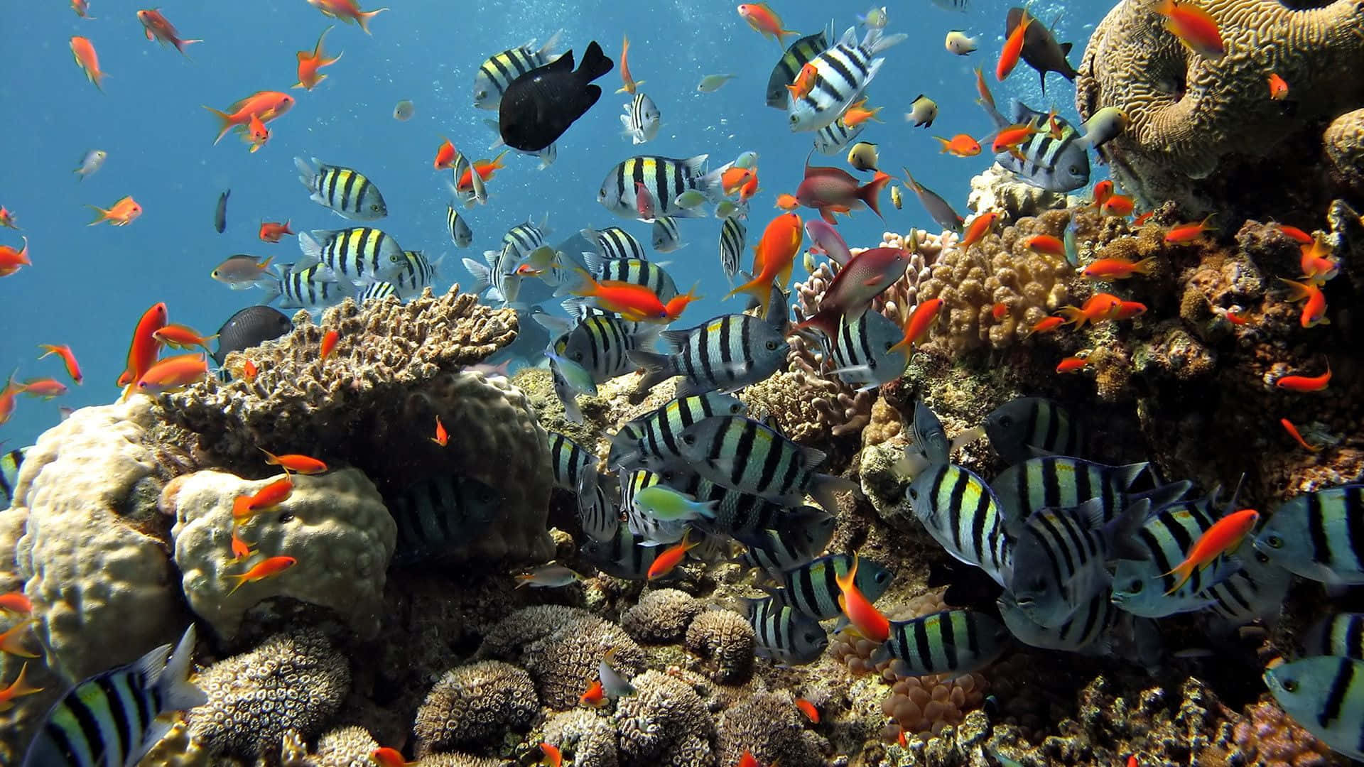 Fish Desktop 桌布 壁紙 — 色彩繽紛的熱帶魚在清澈藍色海水下的彩色珊瑚群中穿梭。