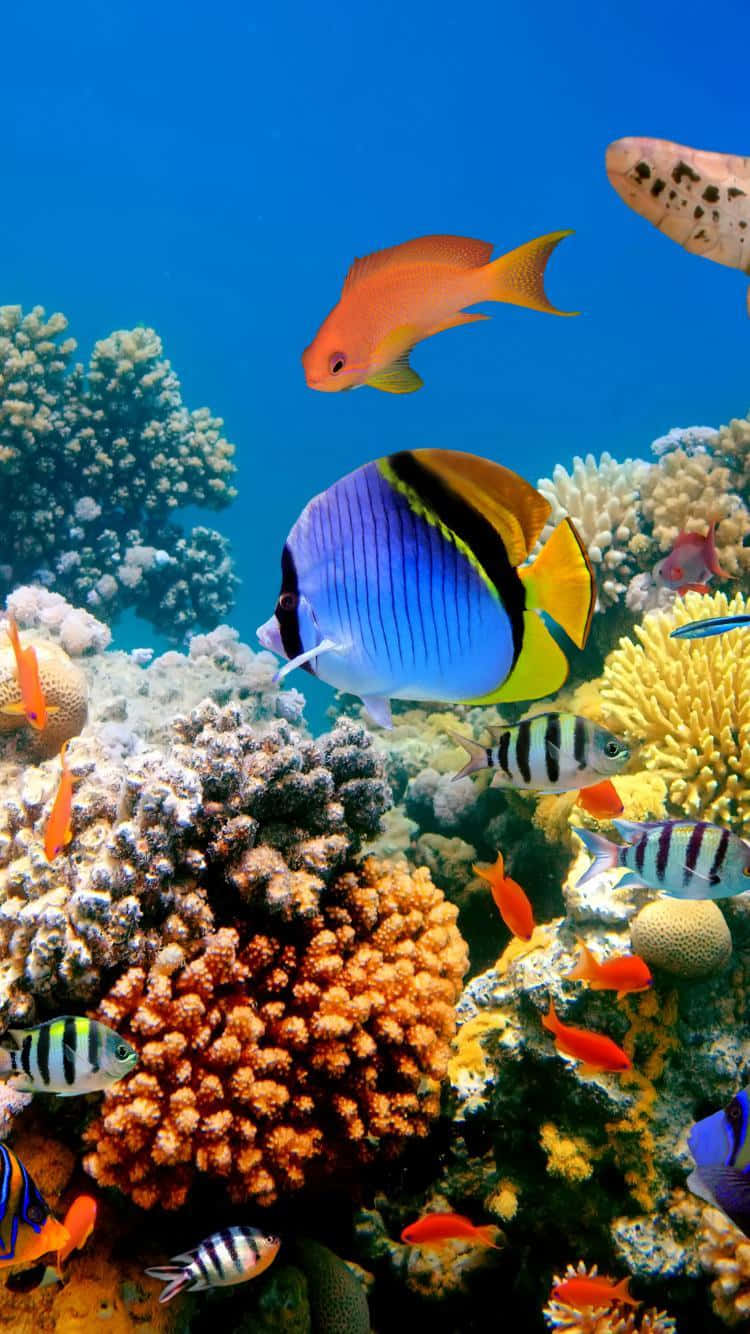 HD Fish 桌布 壁紙 — 色彩繽紛的熱帶魚在清澈藍色海水中的彩色珊瑚礁之間游動。