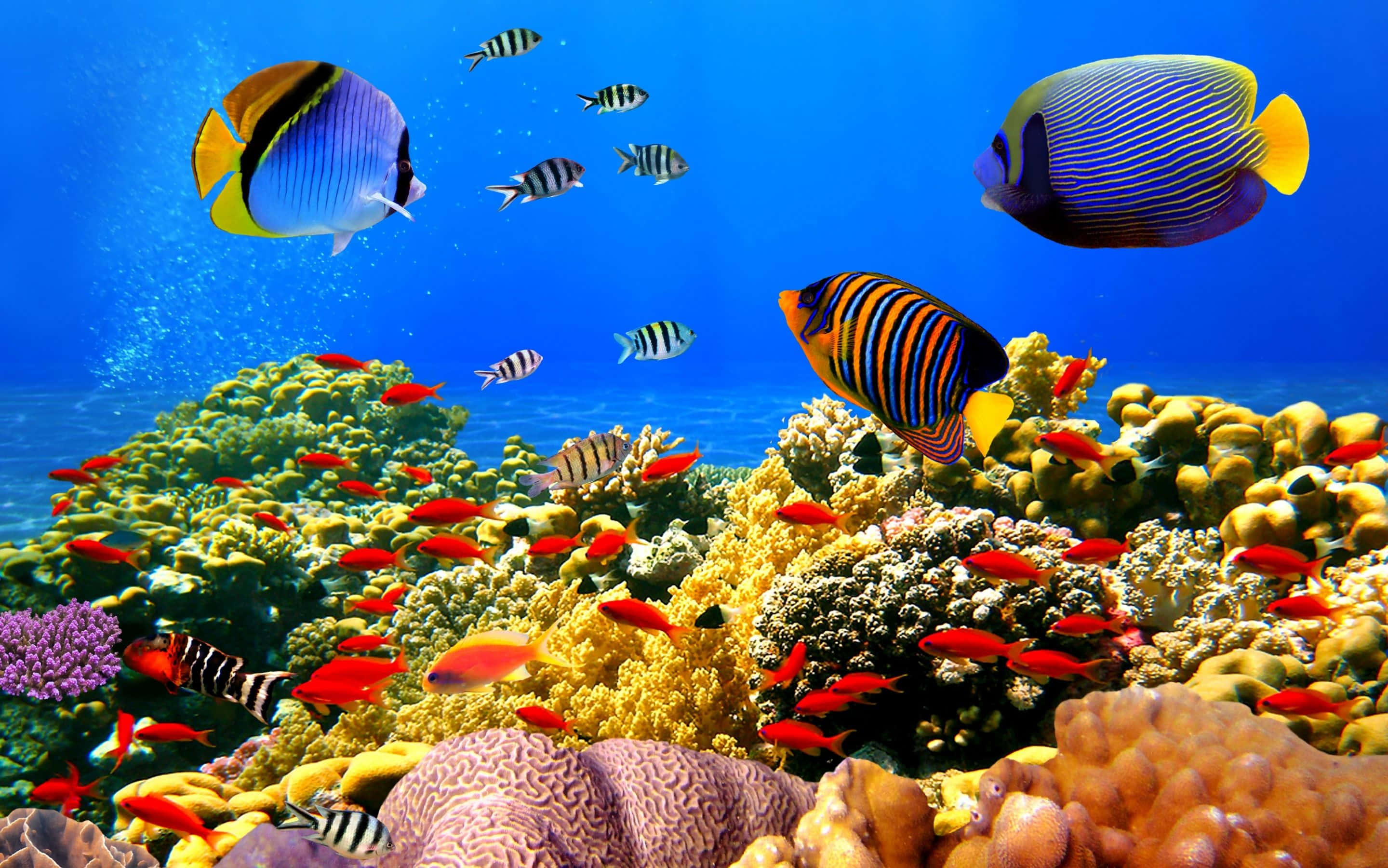 coral 桌布 壁紙 — 色彩繽紛的熱帶魚在清澈藍色海水中的彩色珊瑚礁間優雅地游動。