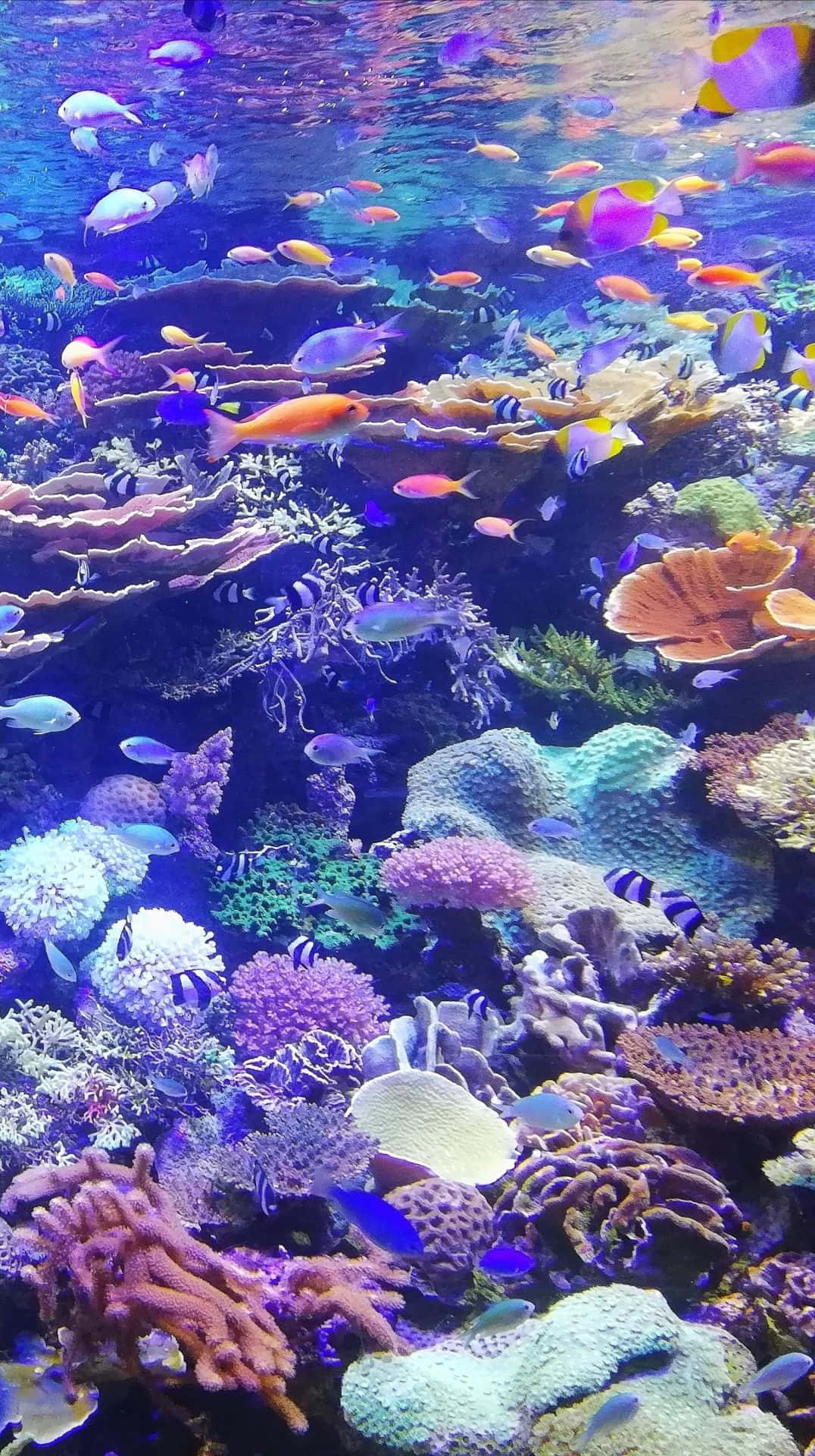 海灘 桌布 壁紙 — 色彩繽紛的熱帶魚在發光的藍色海水下穿梭於色彩斑斕的珊瑚群中。