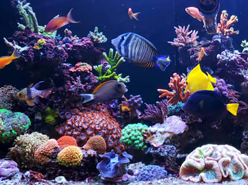 Best Fish 桌布 壁紙 — 色彩繽紛的熱帶魚在色彩斑斕的珊瑚群中游動，構成生動的水族館水下場景。