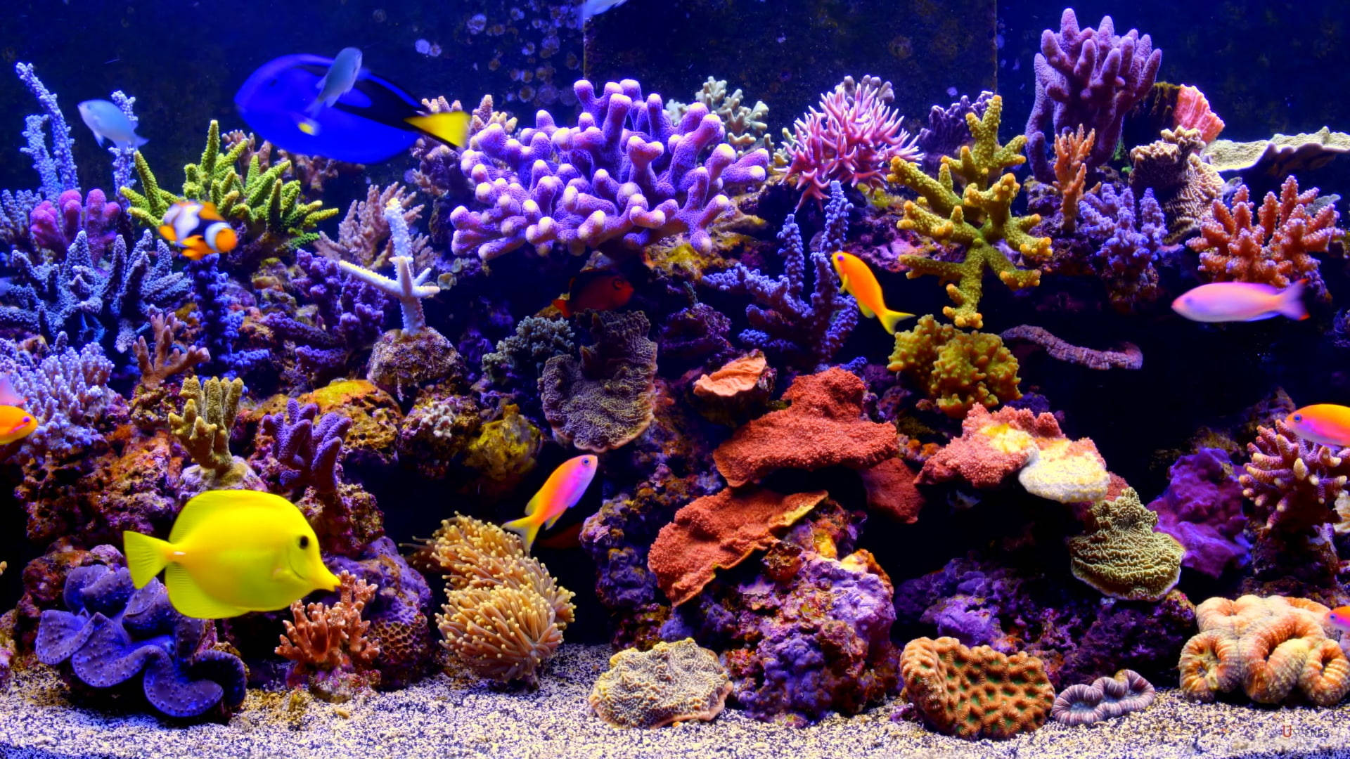 Aquarium 桌布 壁紙 — 色彩繽紛的熱帶魚在色彩繽紛的紫色、橙色和綠色珊瑚中游動，呈現出充滿活力的海底珊瑚礁場景。