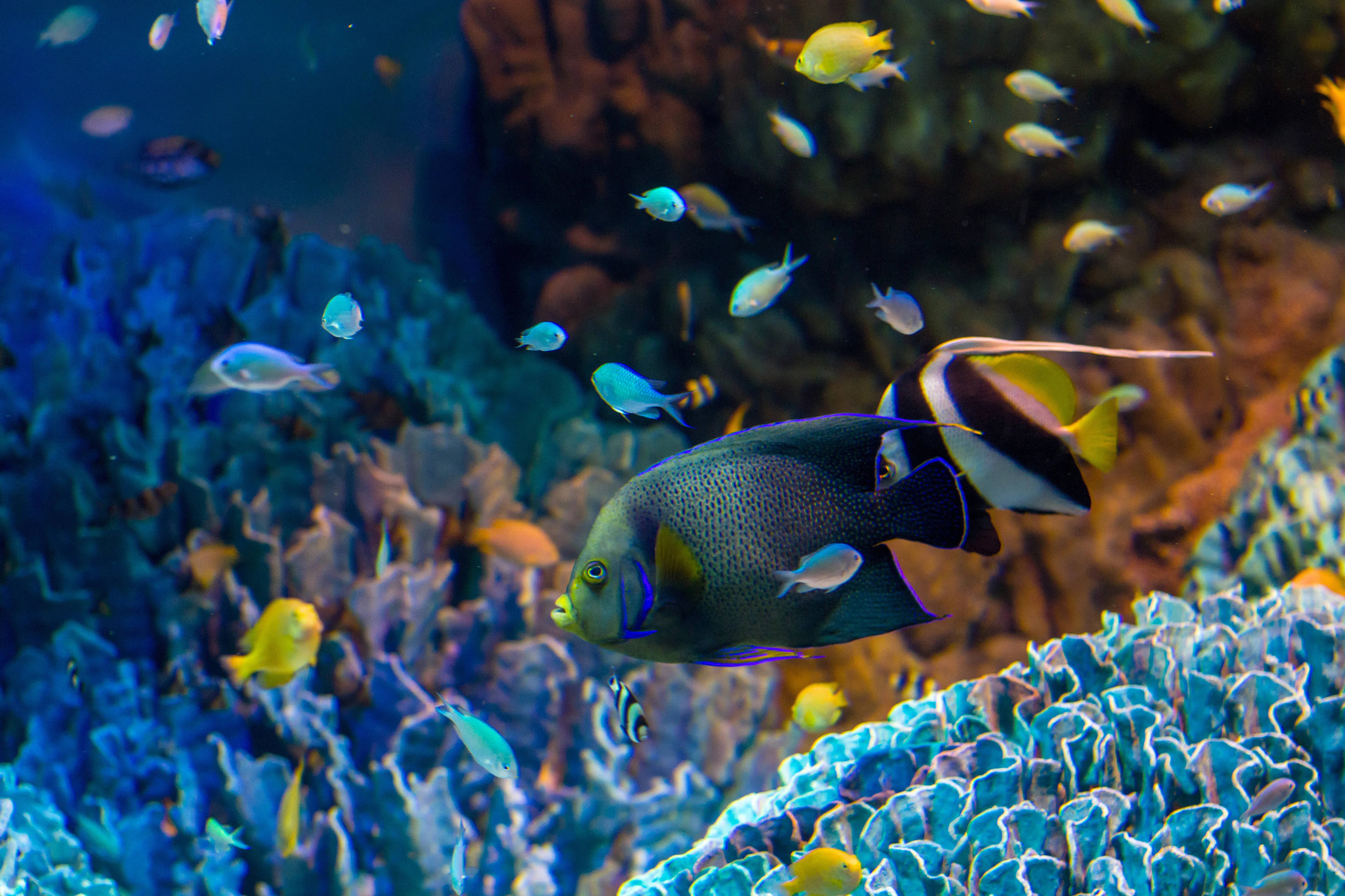 魚 桌布 壁紙 — 色彩繽紛的熱帶魚在陽光普照的水下場景中，優雅地在色彩斑斕的珊瑚礁之間游動。