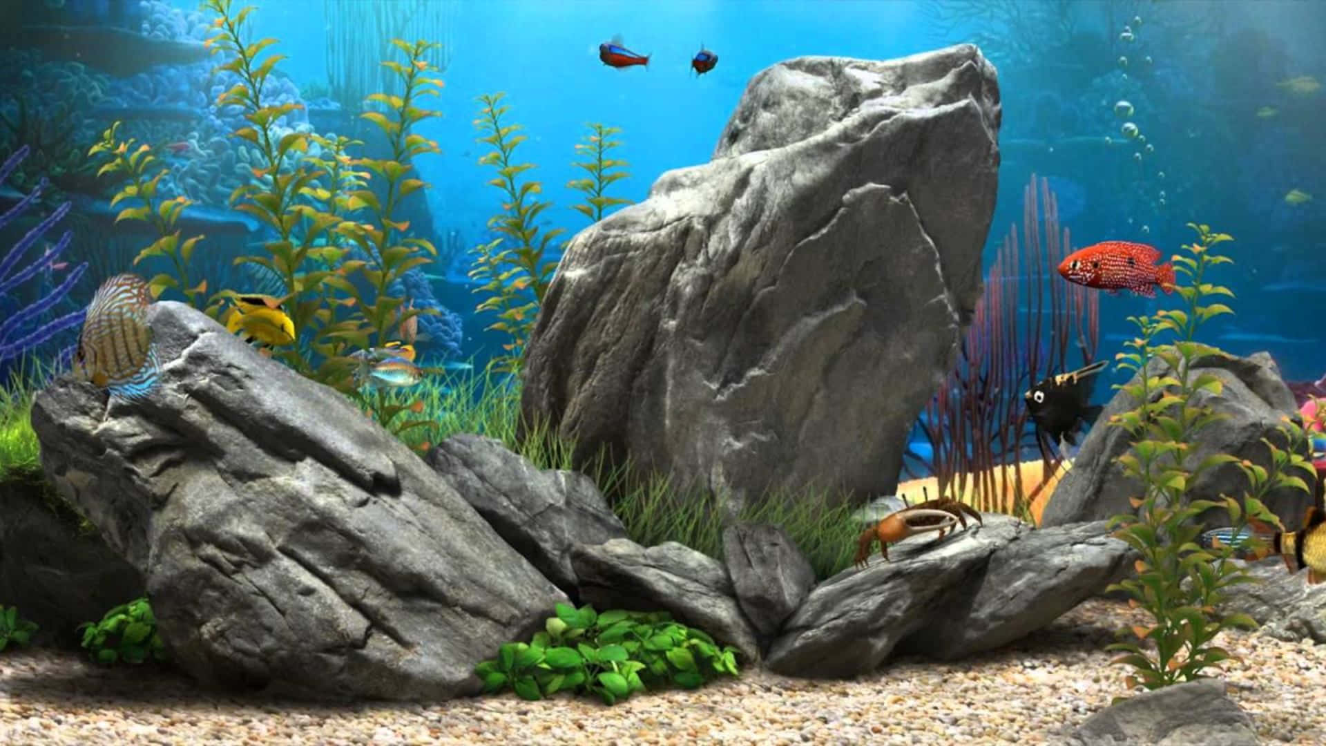 3d Fish Tank 桌布 壁紙 — 色彩繽紛的熱帶魚在陽光照射、藍色水的魚缸中，在茂密的綠色植物和大型灰色岩石間游動。
