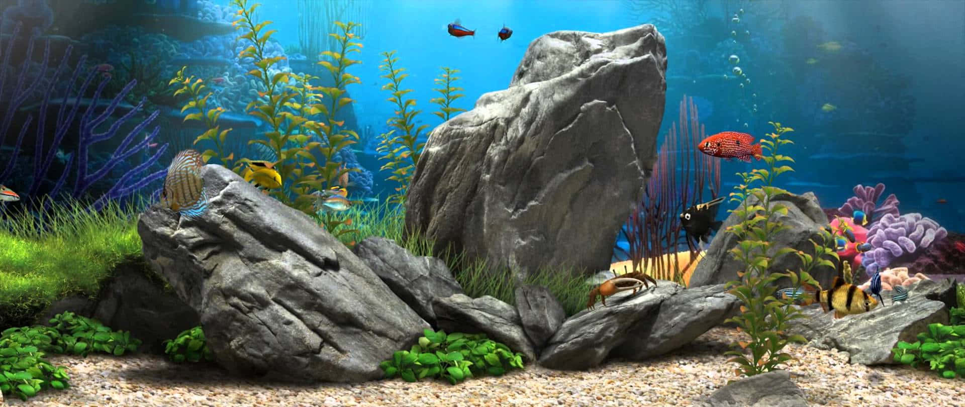 Rock 桌布 壁紙 — 色彩繽紛的熱帶魚在陽光照射的水族箱中，在茂密的綠色植物和大型灰色岩石之間游動，水是藍色的。