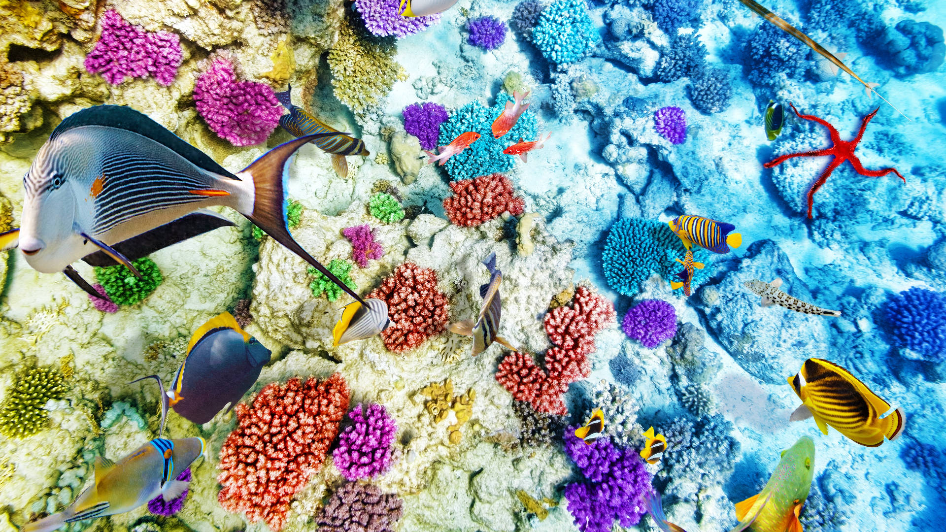 水下動畫 桌布 壁紙 — 色彩繽紛的熱帶魚在陽光照射的海床上，於五顏六色的珊瑚礁和紅色海星之間游動。