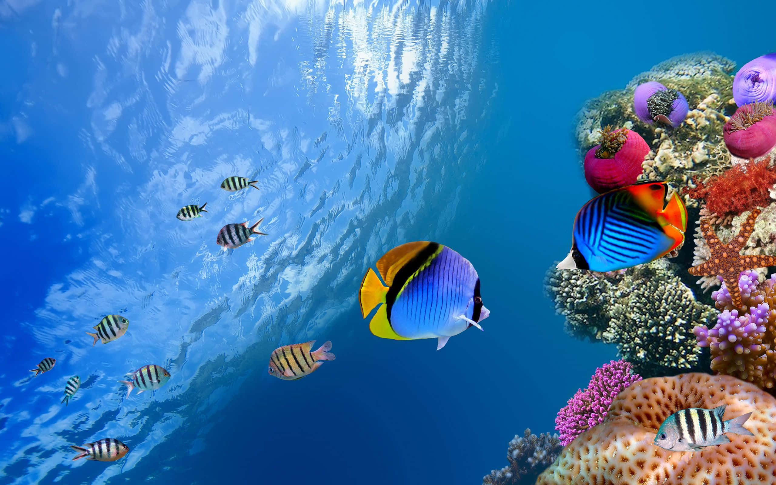 Fish Desktop 桌布 壁紙 — 色彩繽紛的熱帶魚在陽光照射的海浪下，優雅地在色彩斑斕的珊瑚礁之間游動。
