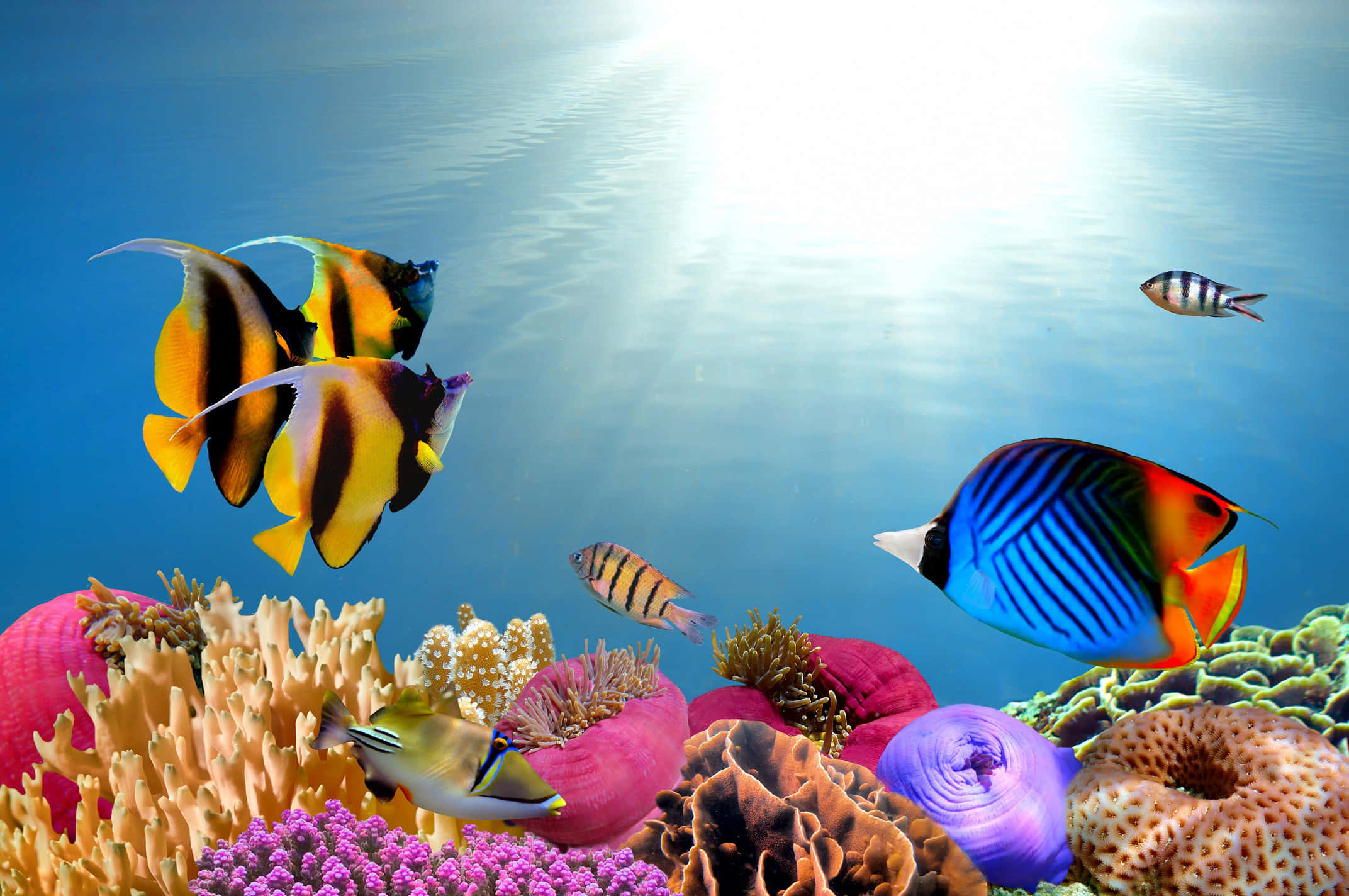 3d Fish 桌布 壁紙 — 色彩繽紛的熱帶魚在陽光照射的藍色海水中，優雅地穿梭於色彩斑斕的珊瑚礁之間。
