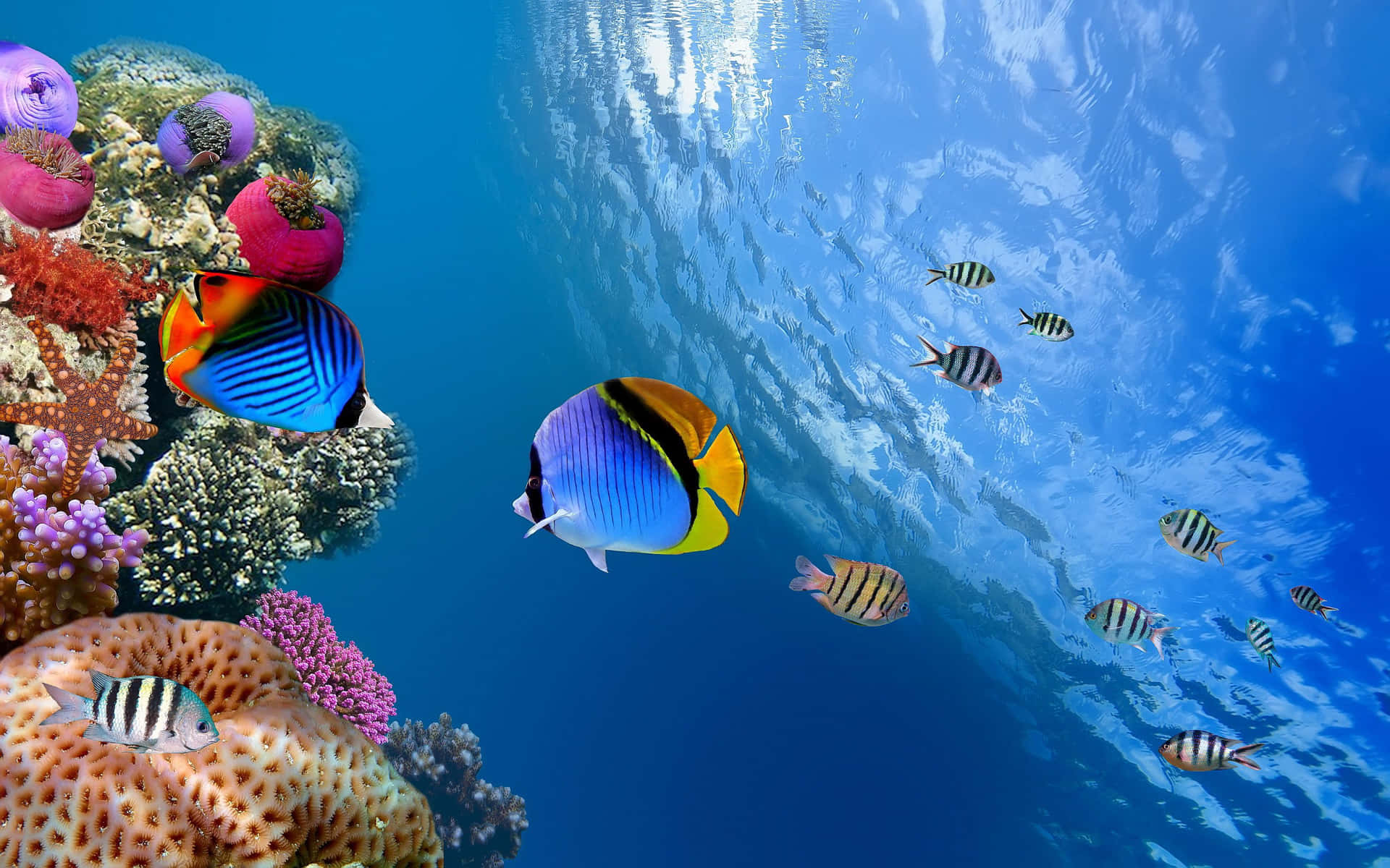水下動畫 桌布 壁紙 — 色彩繽紛的熱帶魚在陽光照耀的海水中，優雅地穿梭於多彩的珊瑚礁之間。
