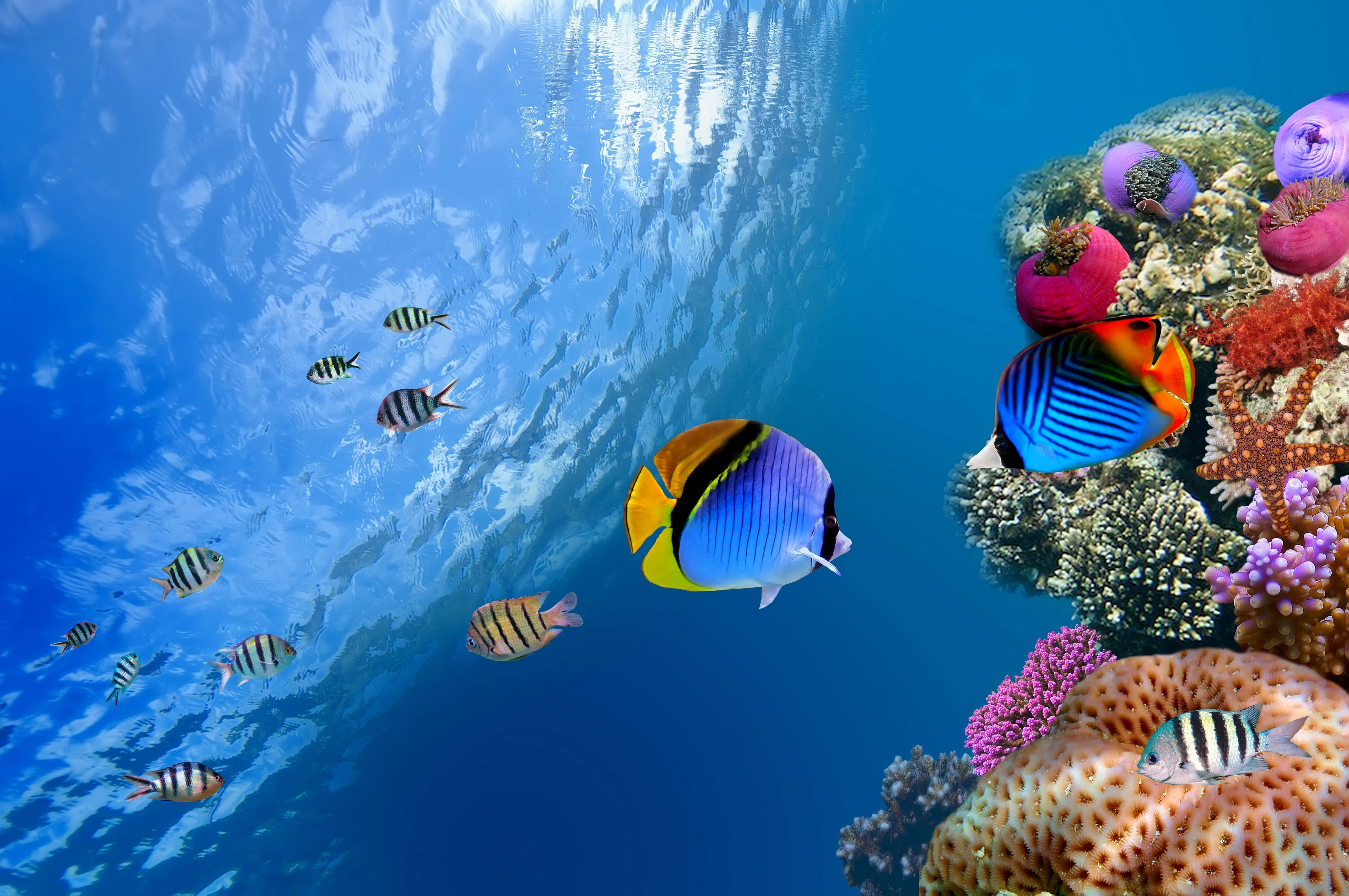 Beautiful Ocean 桌布 壁紙 — 色彩繽紛的熱帶魚在陽光照耀的海水中，於色彩斑斕的珊瑚礁間優雅地游動。