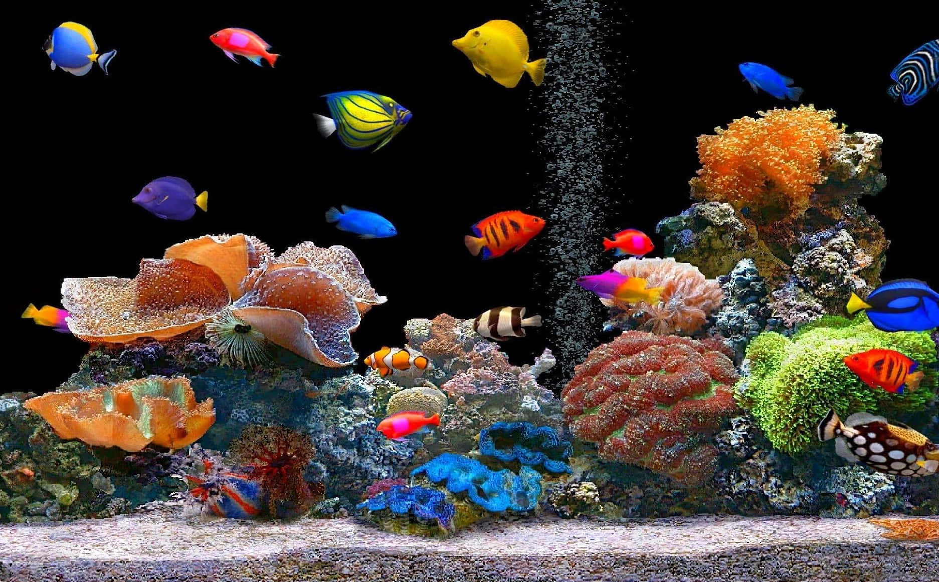 桌布 壁紙 — 色彩繽紛的熱帶魚在黑暗水族箱中色彩斑斕的珊瑚群間游動，氣泡不斷上升。