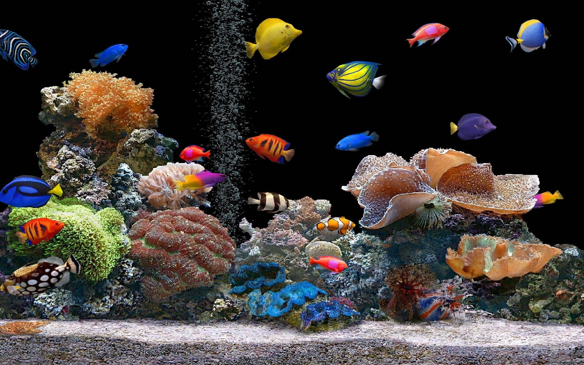 酷魚 桌布 壁紙 — 色彩繽紛的熱帶魚在黑暗的水族箱中，於色彩斑斕的珊瑚礁間游動，氣泡上升。