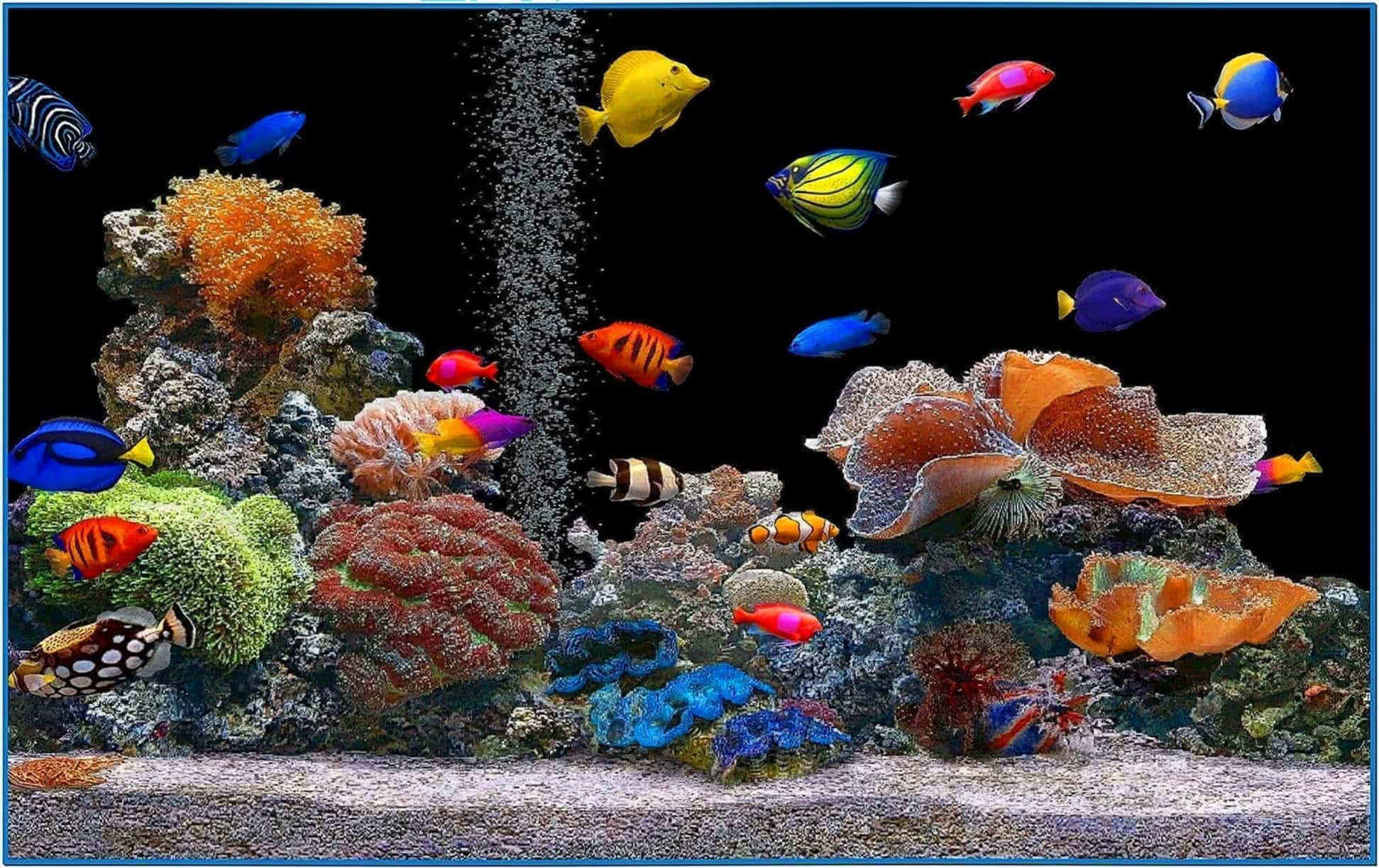 screensaver 桌布 壁紙 — 色彩繽紛的熱帶魚在黑暗的水族箱中，於多彩的珊瑚和海葵間游動，氣泡上升。