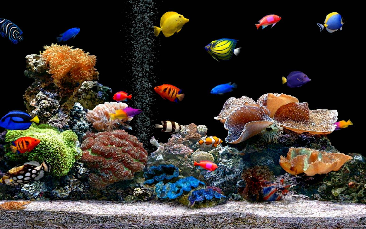 Aquarium 桌布 壁紙 — 色彩繽紛的熱帶魚在黑暗的水族箱中穿梭於多彩的珊瑚群之間。