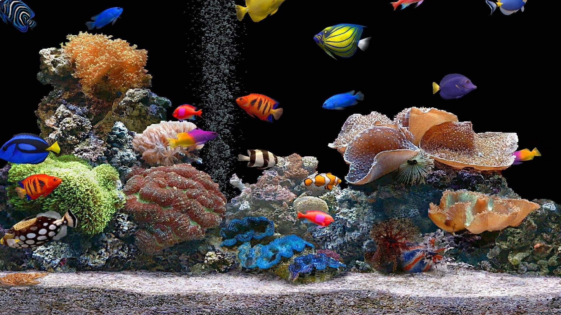 Aquarium 桌布 壁紙 — 色彩繽紛的熱帶魚在黑暗的水族箱中，於多彩的珊瑚礁和海葵之間游動，氣泡不斷上升。