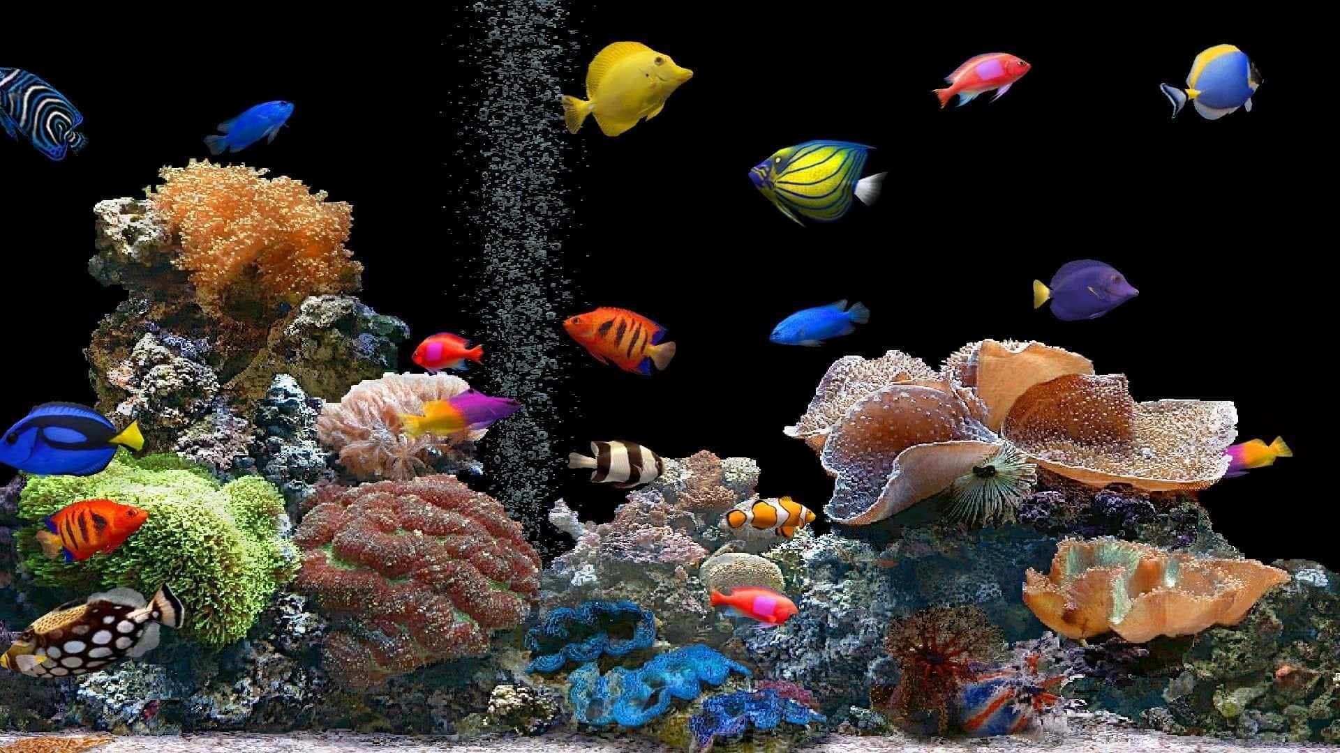 Fish Desktop 桌布 壁紙 — 色彩繽紛的熱帶魚在黑暗的水族館環境中，於多彩的珊瑚礁和發光的海葵之間游動。