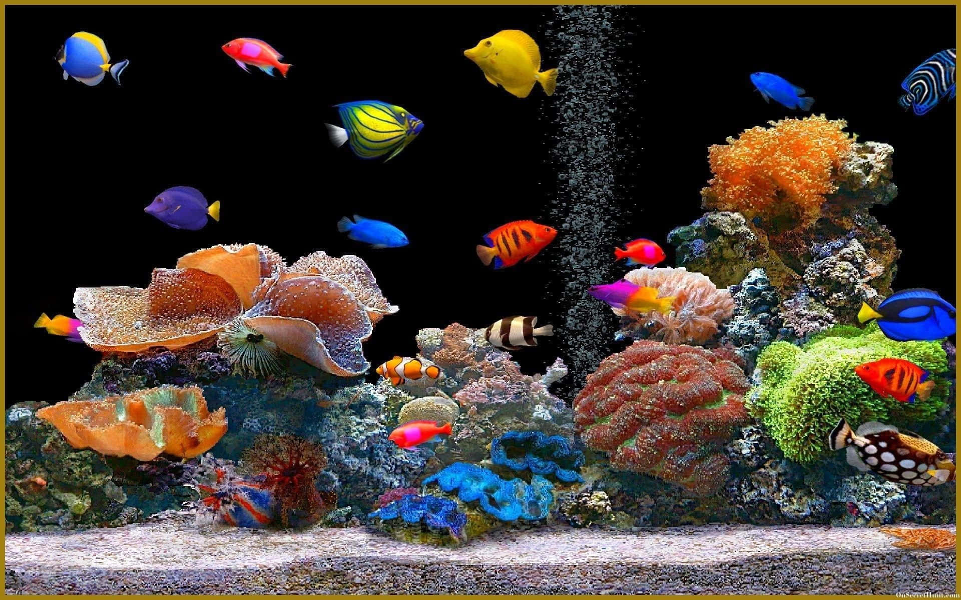 魚 桌布 壁紙 — 色彩繽紛的熱帶魚在黑色背景、光線明亮的水族箱中，於色彩斑斕的珊瑚叢間游動，氣泡緩緩上升。