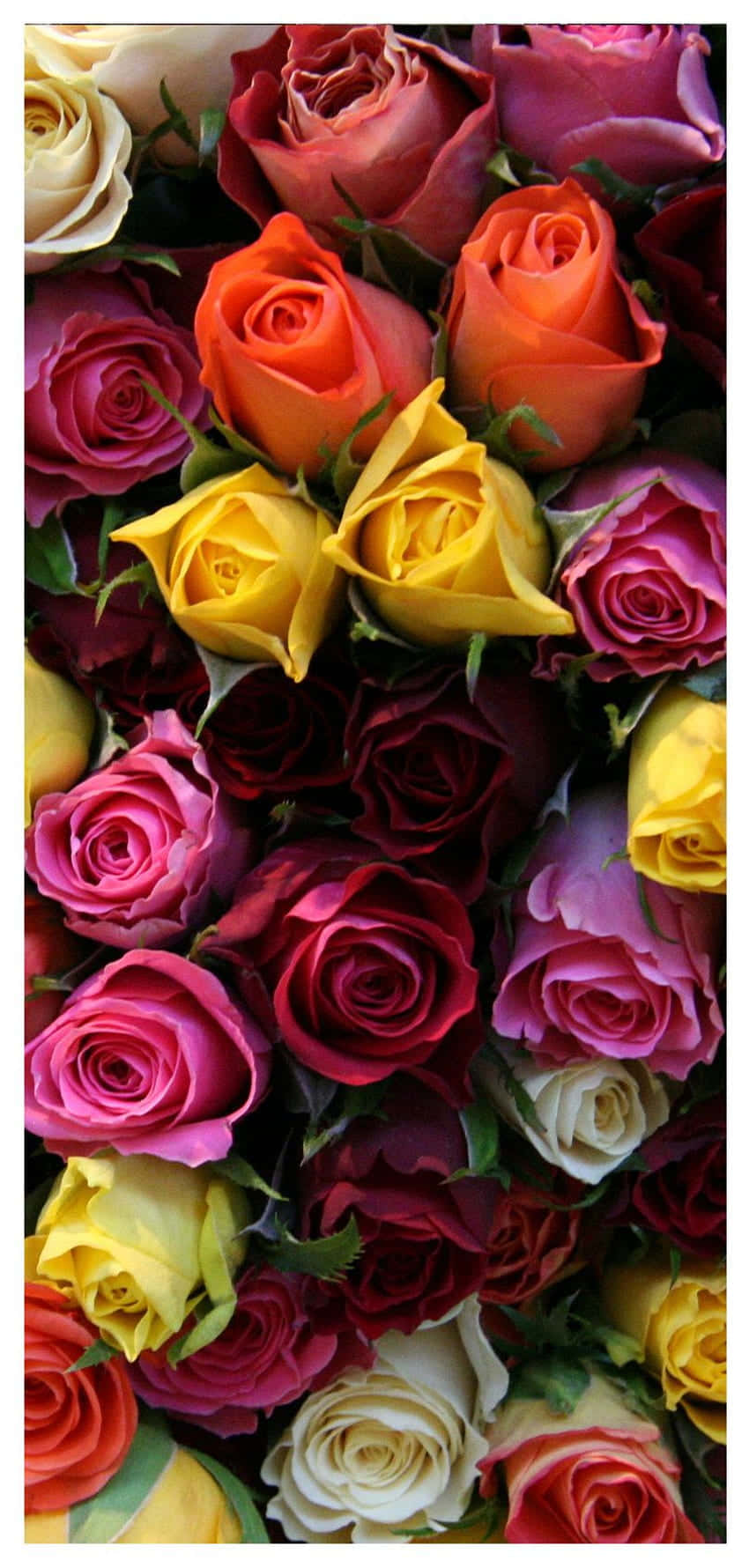 iPhone X Roses 桌布 壁紙 — 色彩繽紛的玫瑰特寫，包括紅色、橙色、黃色、粉紅色和白色，緊密地排列在一起。