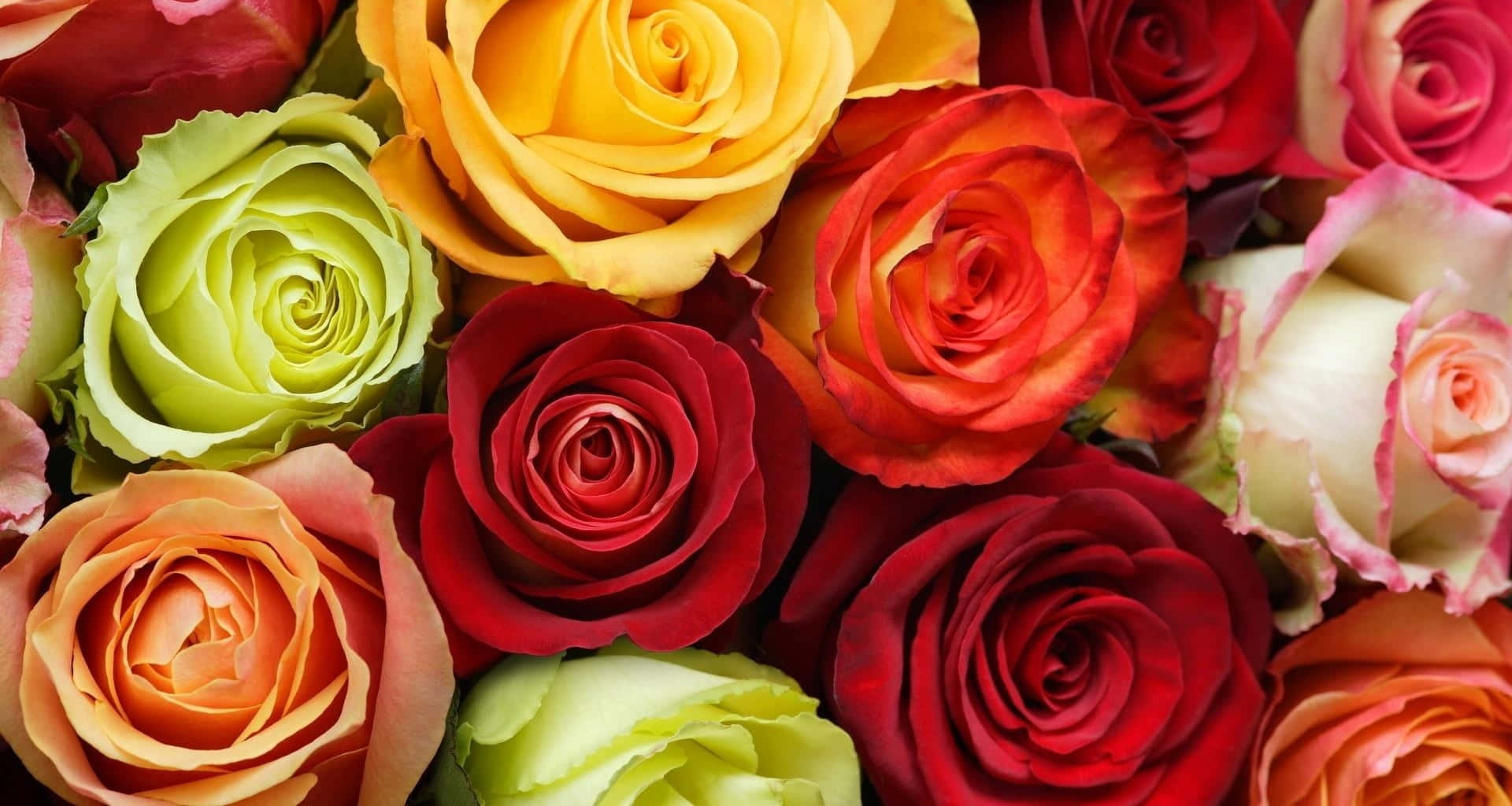 Roses 桌布 壁紙 — 色彩繽紛的玫瑰特寫，有紅色、黃色、綠色和粉紅色，緊密排列在一起。