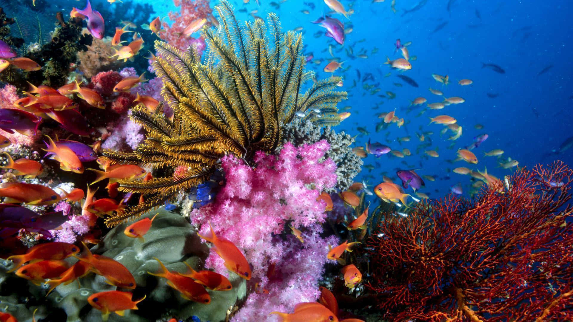 Coral Reef 桌布 壁紙 — 色彩繽紛的珊瑚礁，色彩斑斕的魚群在羽毛狀海扇和粉紅珊瑚周圍游動，清澈的藍色海水。
