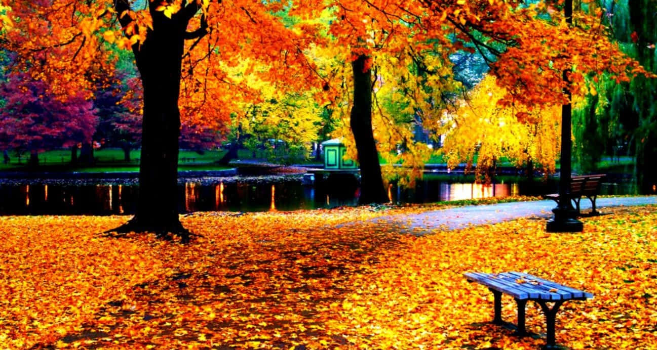 Fall Colors 桌布 壁紙 — 色彩繽紛的秋葉覆蓋著公園小徑，旁邊是平靜的池塘，上方是色彩斑斕的樹木。