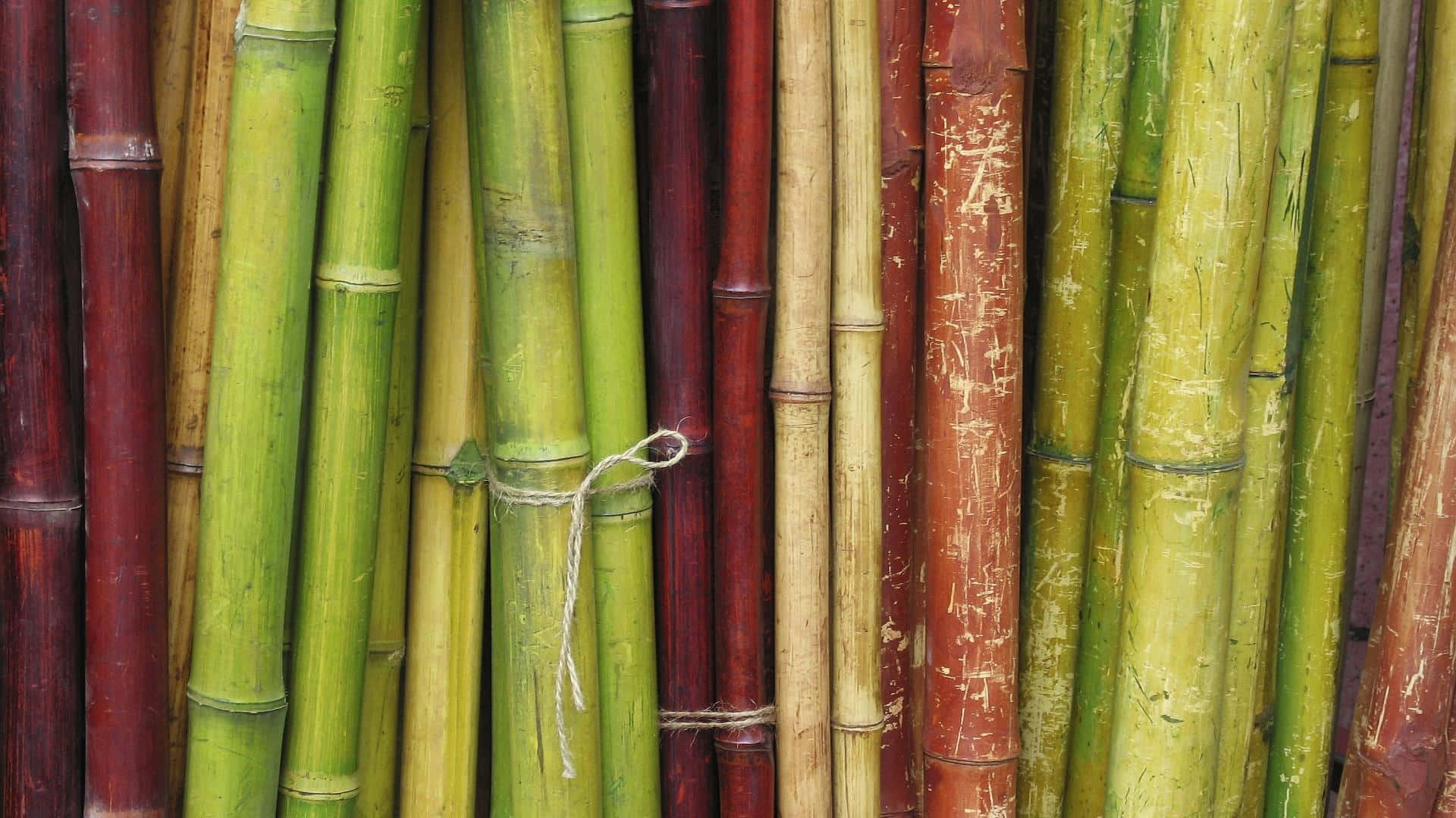 Bamboo 桌布 壁紙 — 色彩繽紛的竹莖（綠色、紅色和米色）用繩子捆綁的特寫。
