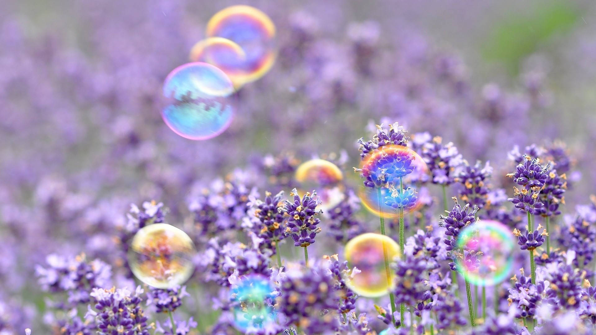 Cute Spring 桌布 壁紙 — 色彩繽紛的肥皂泡在柔焦的紫色薰衣草花田上方輕輕飄浮。