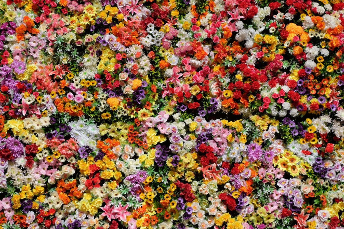 Beautiful Flower 桌布 壁紙 — 色彩繽紛的花朵密集綻放，涵蓋所有可想像的色調，形成一幅充滿活力的花卉掛毯。