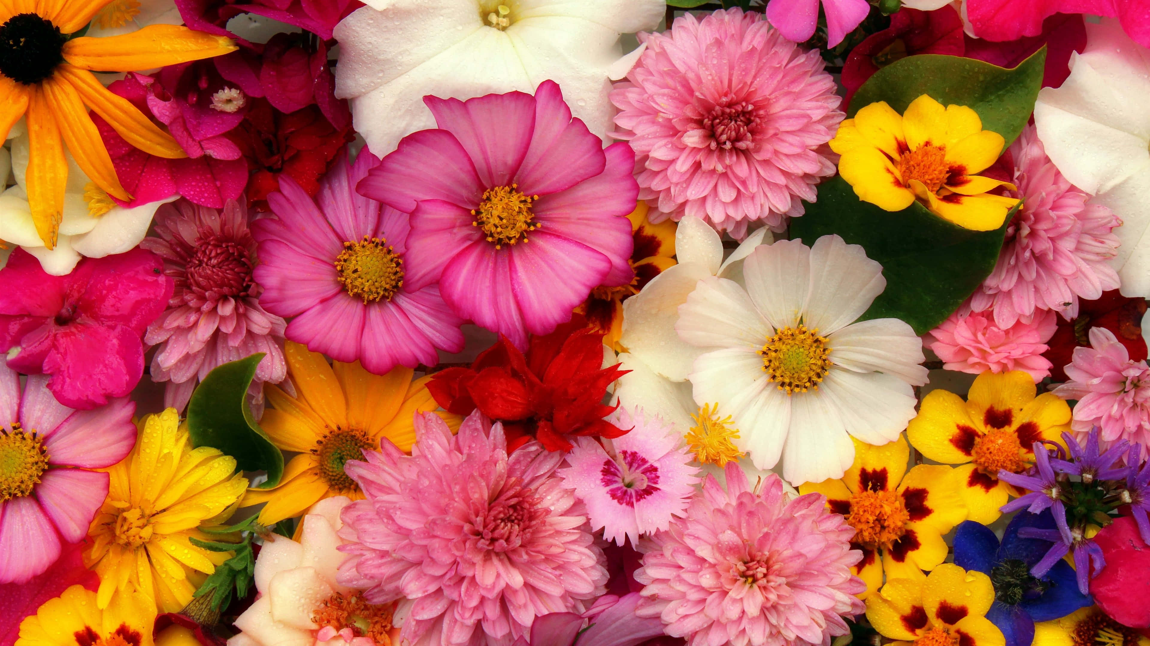 Flowers 桌布 壁紙 — 色彩繽紛的花朵特寫，包括粉紅色雛菊、黃色百日菊和白色花朵，上面有露珠在茂盛的綠葉上。