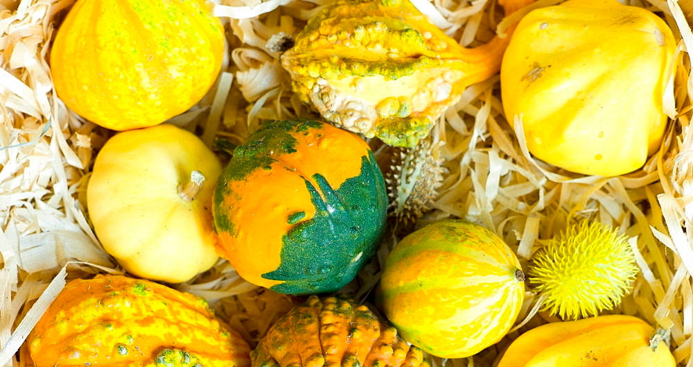 Fruits 桌布 壁紙 — 色彩繽紛的葫蘆和南瓜放在金色稻草中。