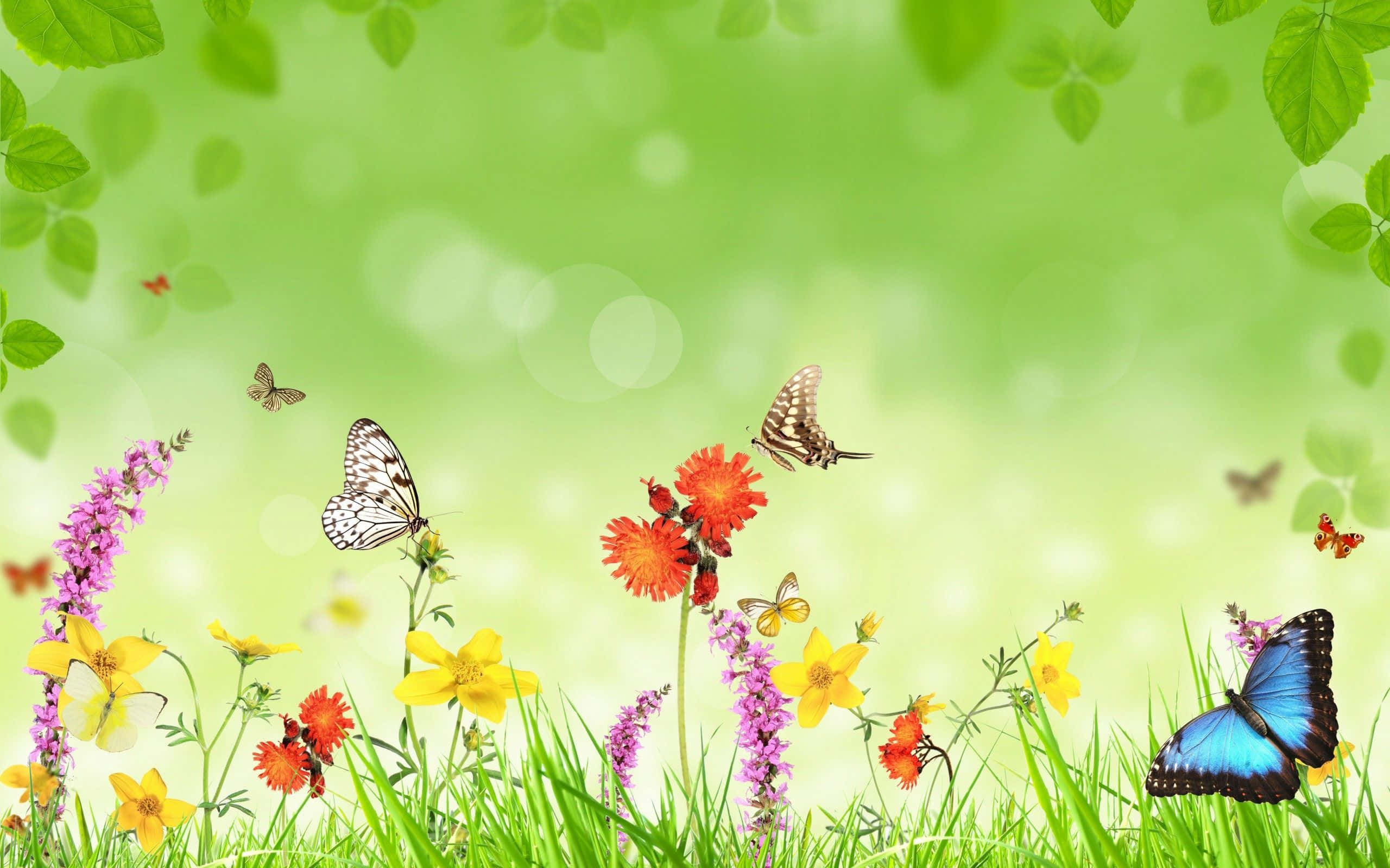 Butterfly Garden Plants 桌布 壁紙 — 色彩繽紛的蝴蝶在柔和散景背景下，於五顏六色的野花和茂盛綠草間翩翩飛舞。